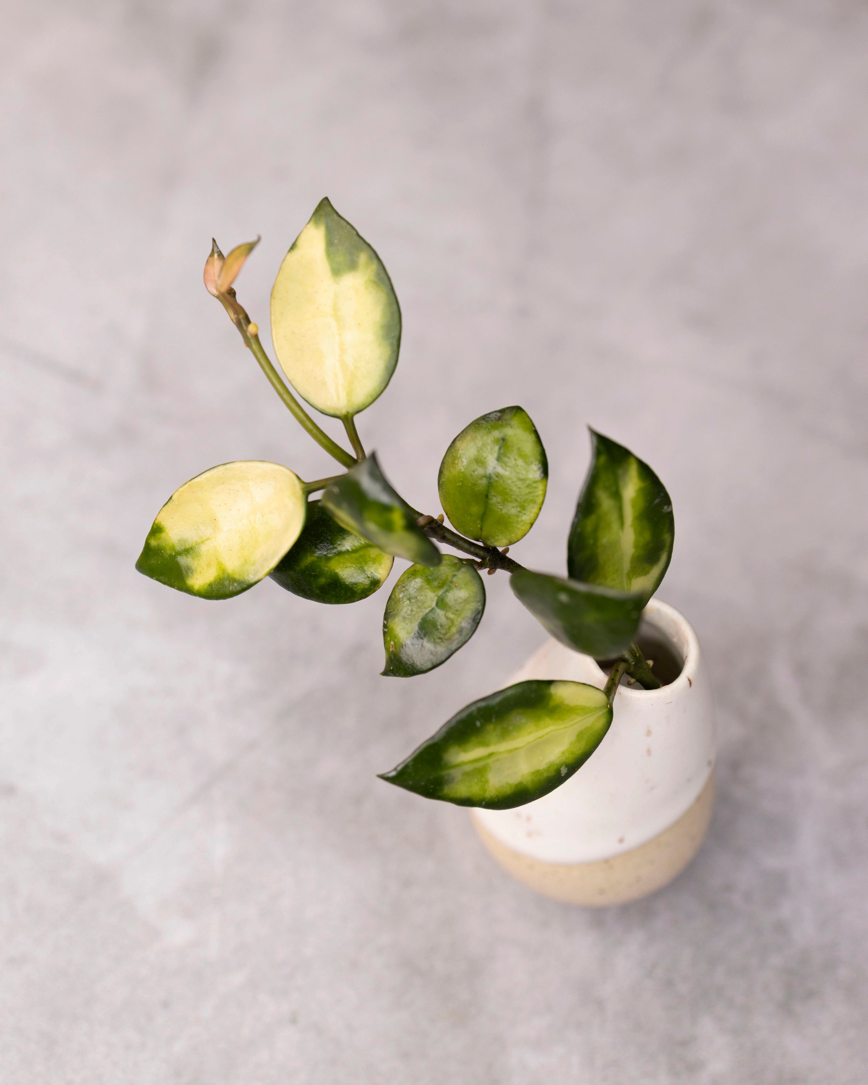Hoya lacunosa &