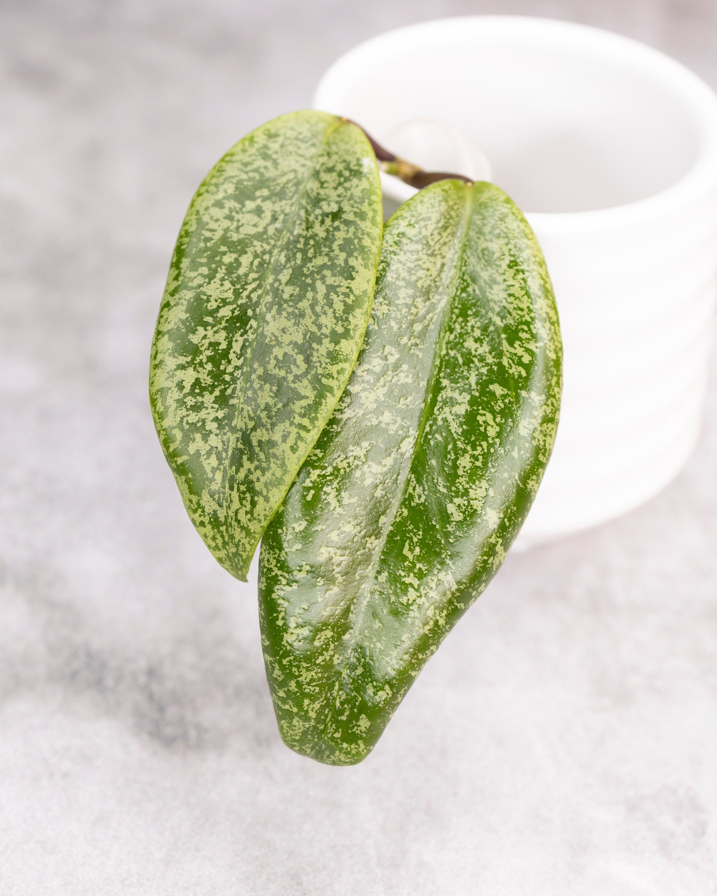 Green leafy vegetable on a white background
