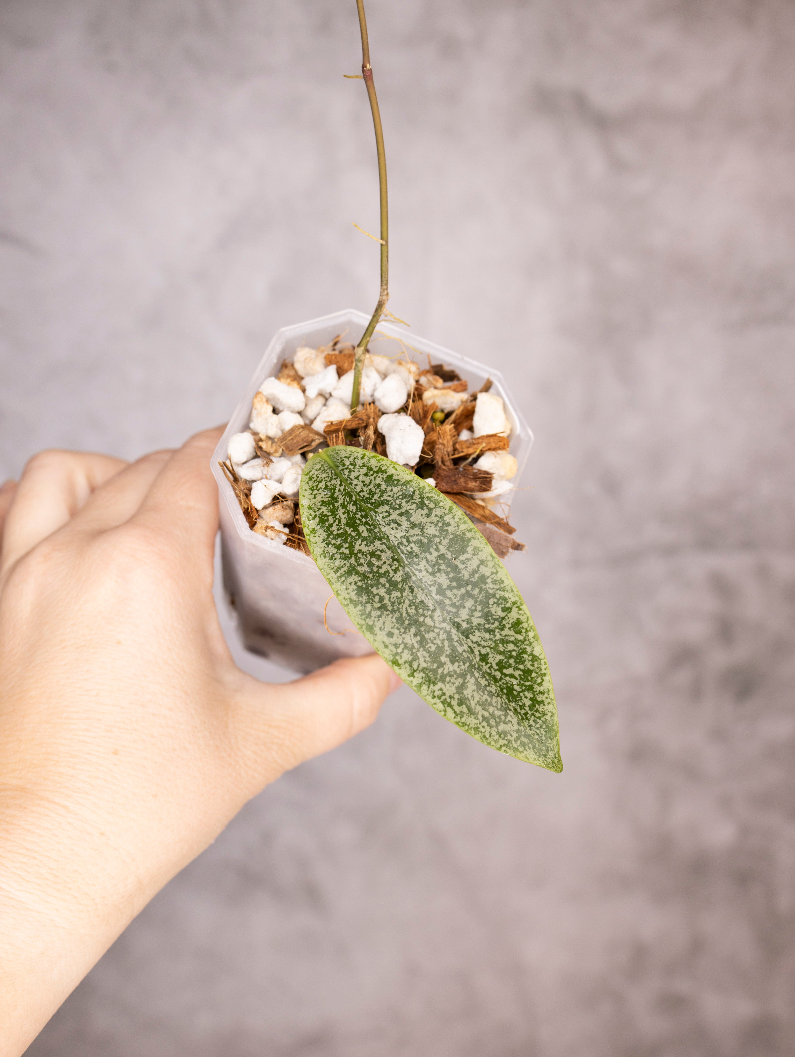Hoya Jita Silver