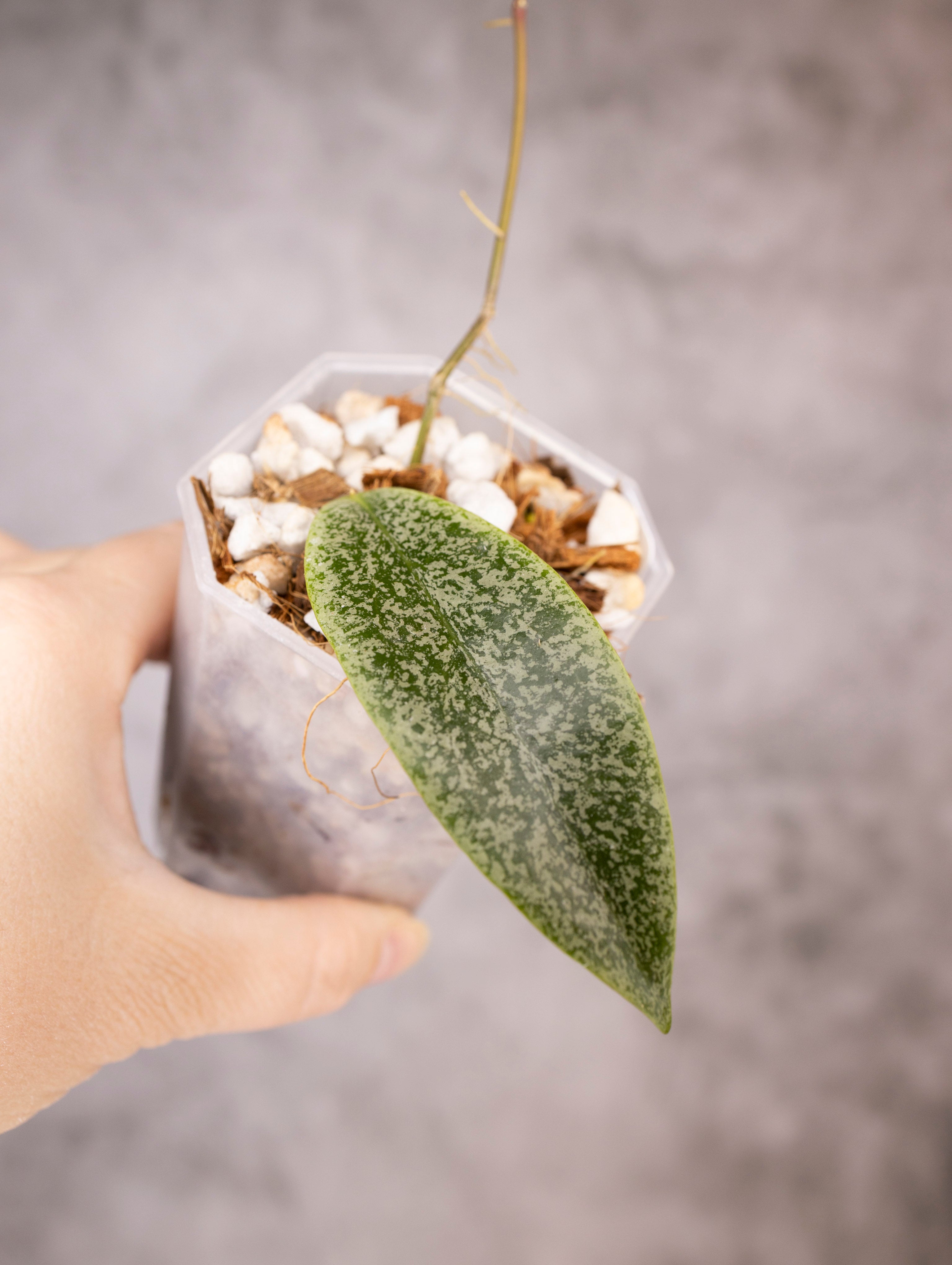 Hoya Jita Silver