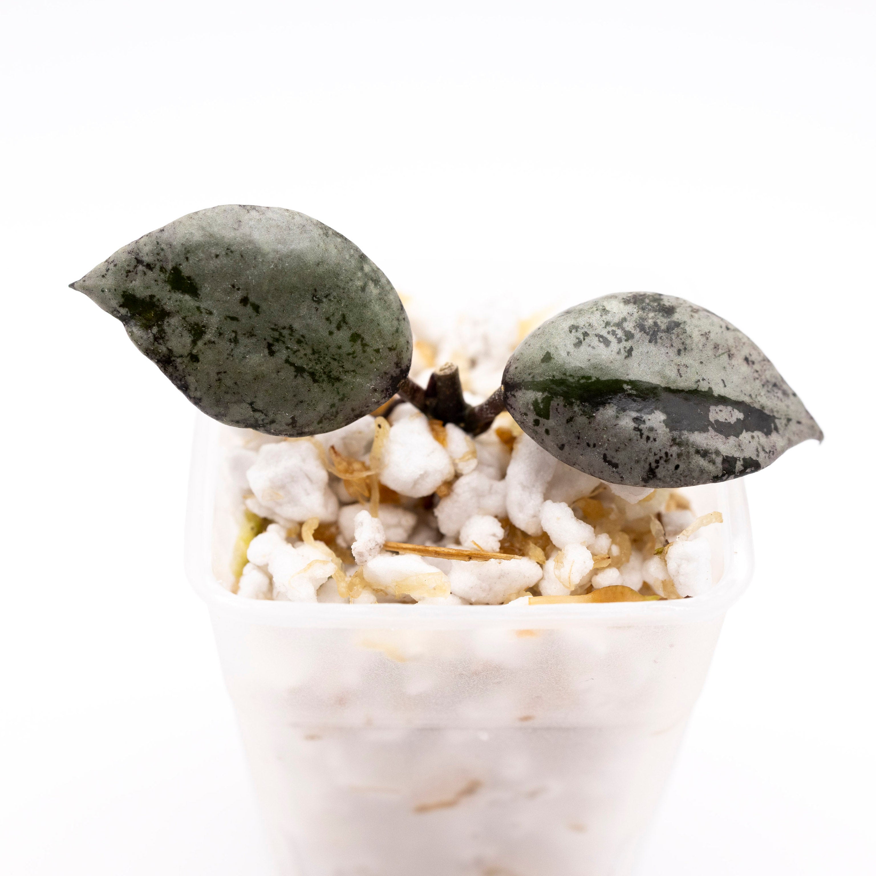 Hoya Krohniana Super Silver Black