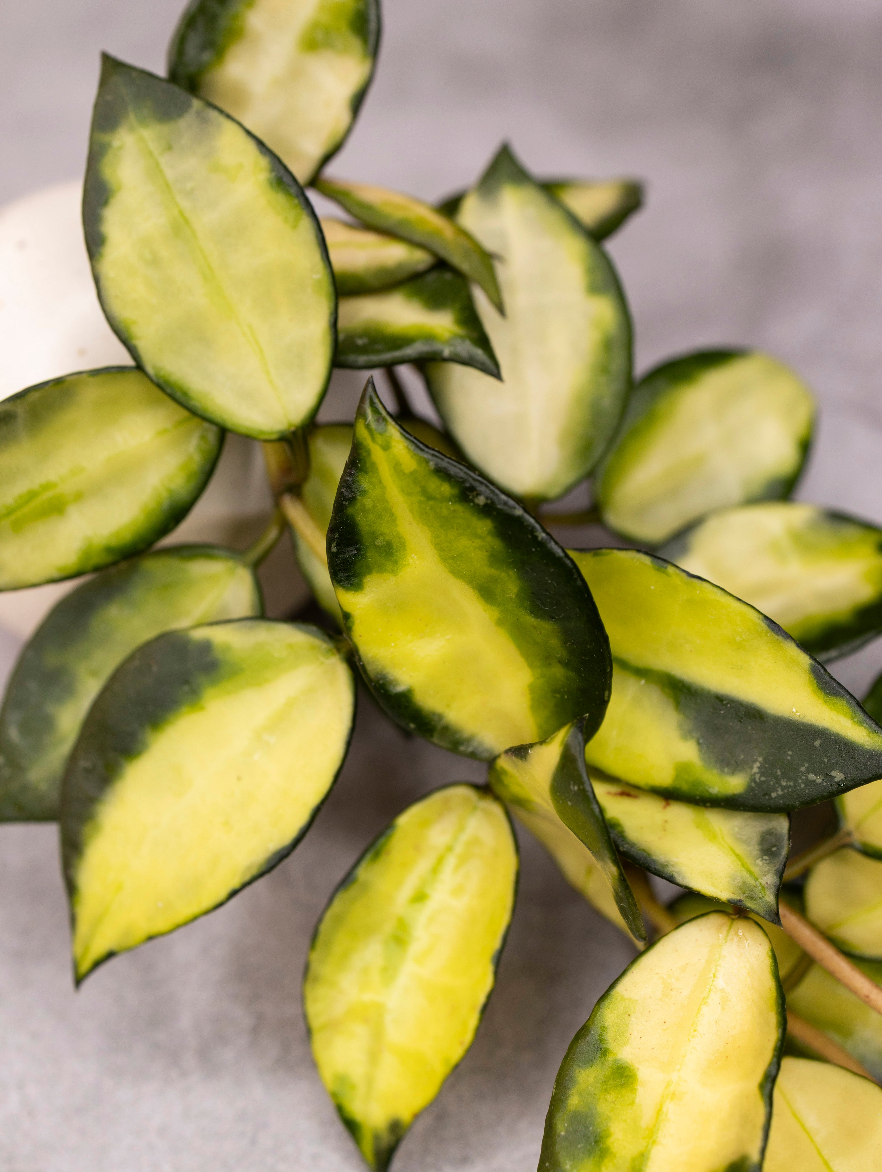 Hoya lacunosa &