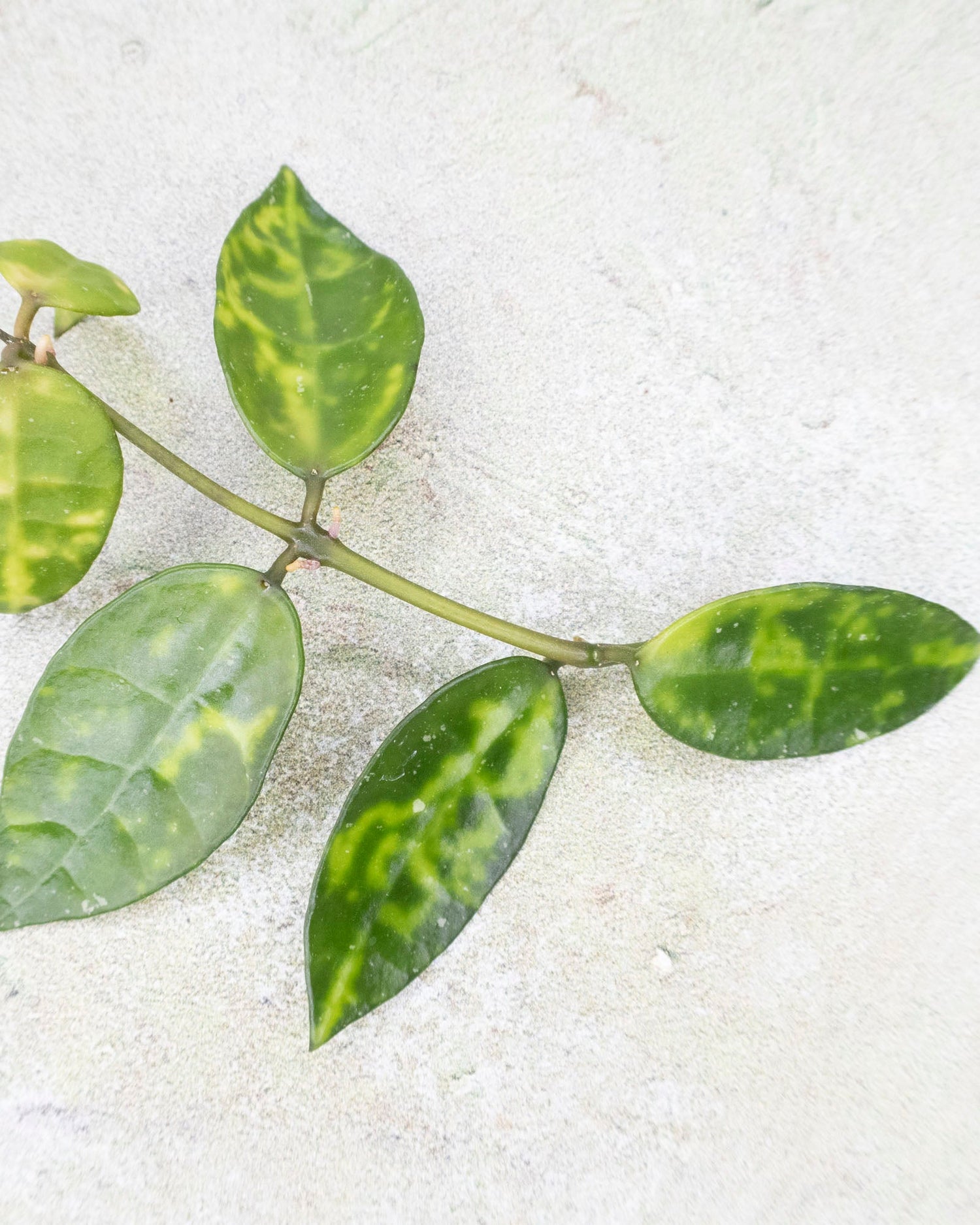 Hoya Lacunosa Amarillo