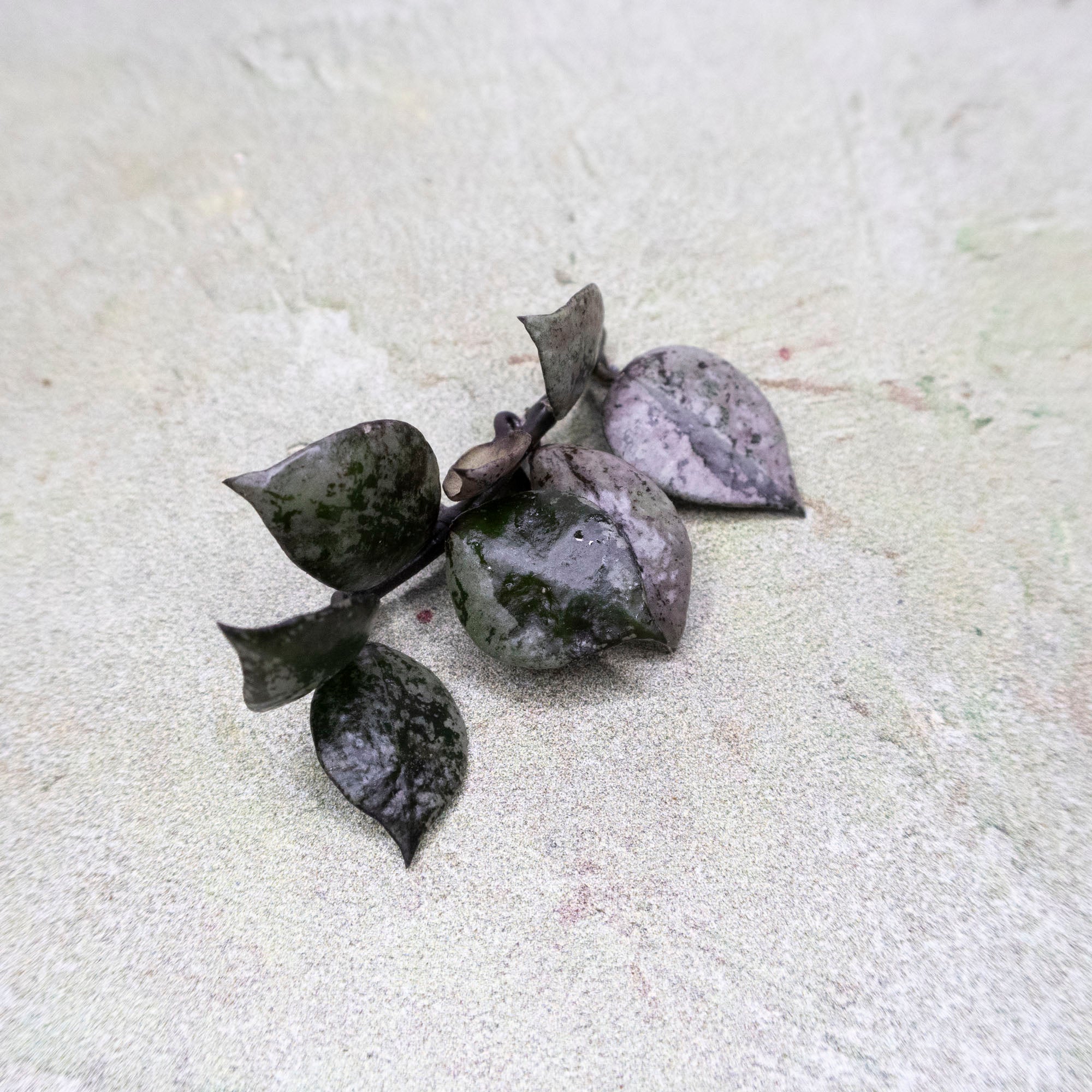 Hoya Lacunosa Black Aurora