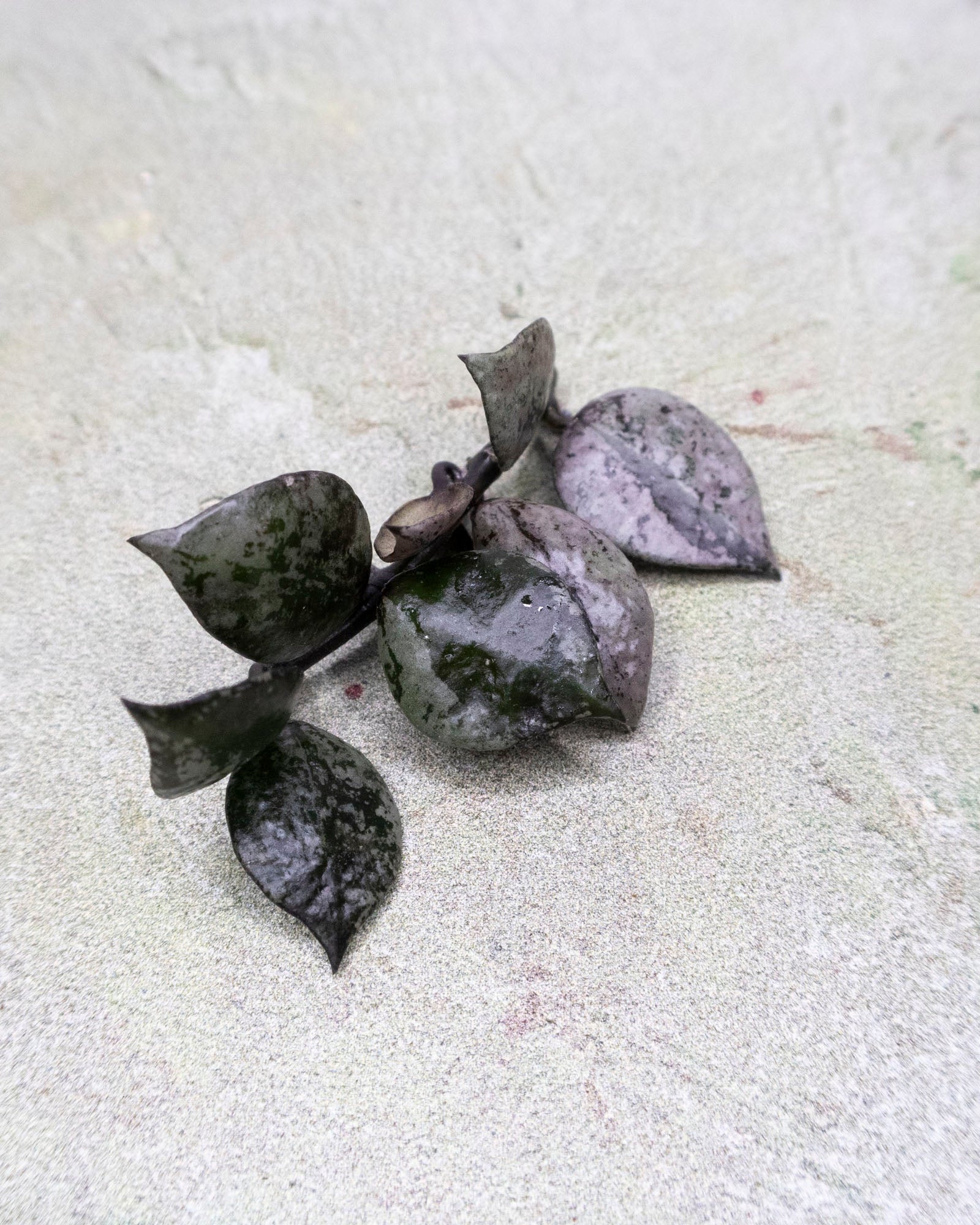 Hoya Lacunosa Black Aurora