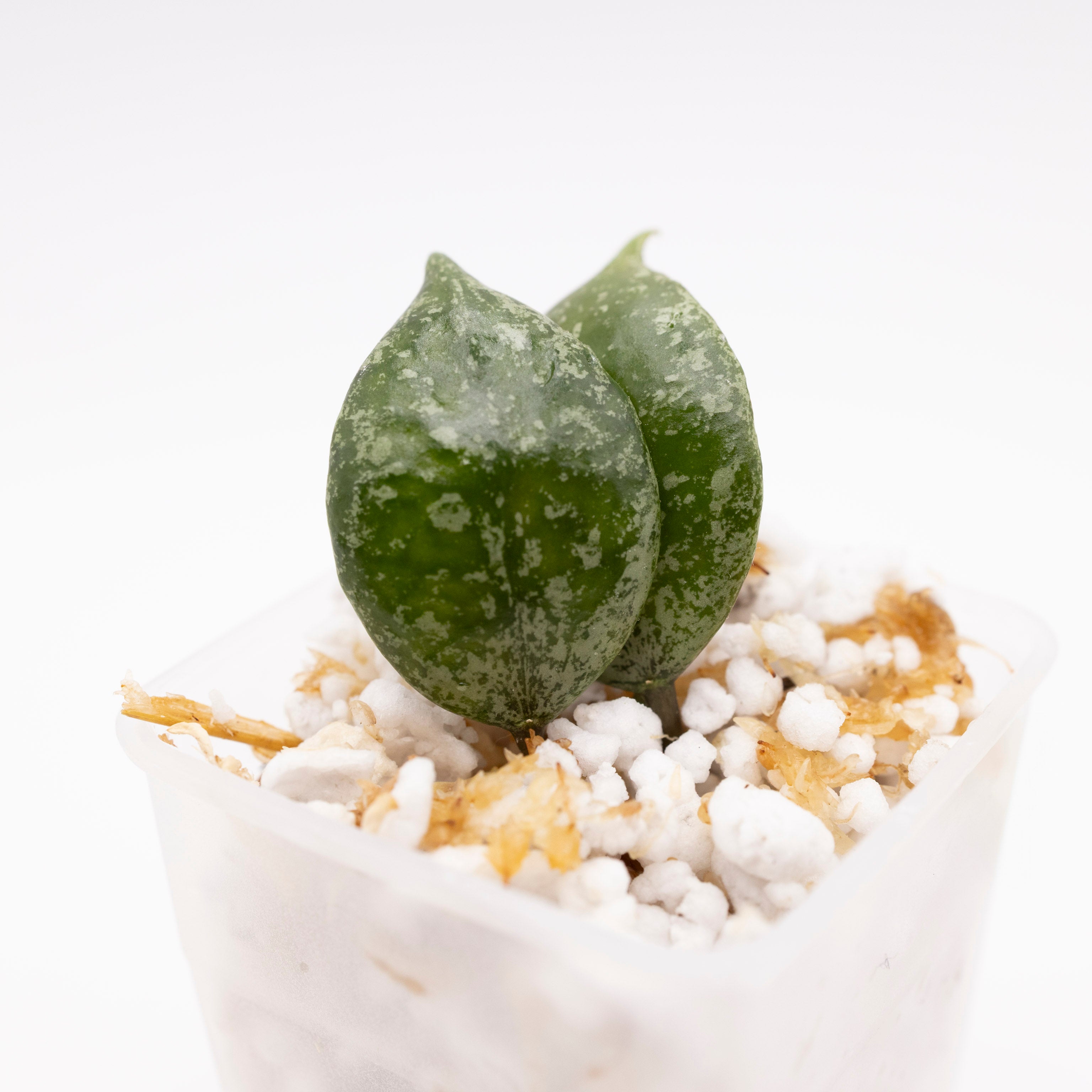 Hoya Lacunosa Black Pearl