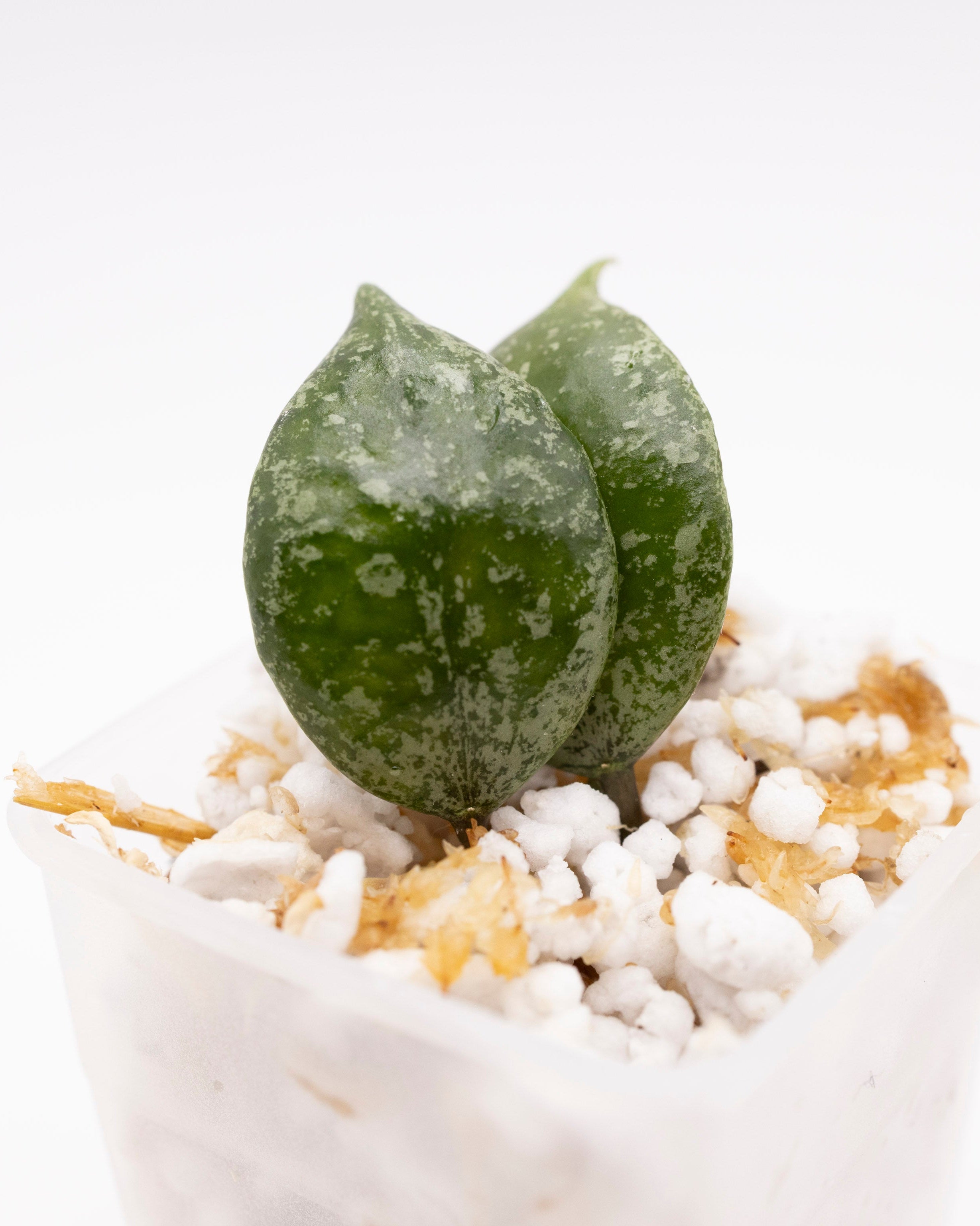 Hoya Lacunosa Black Pearl