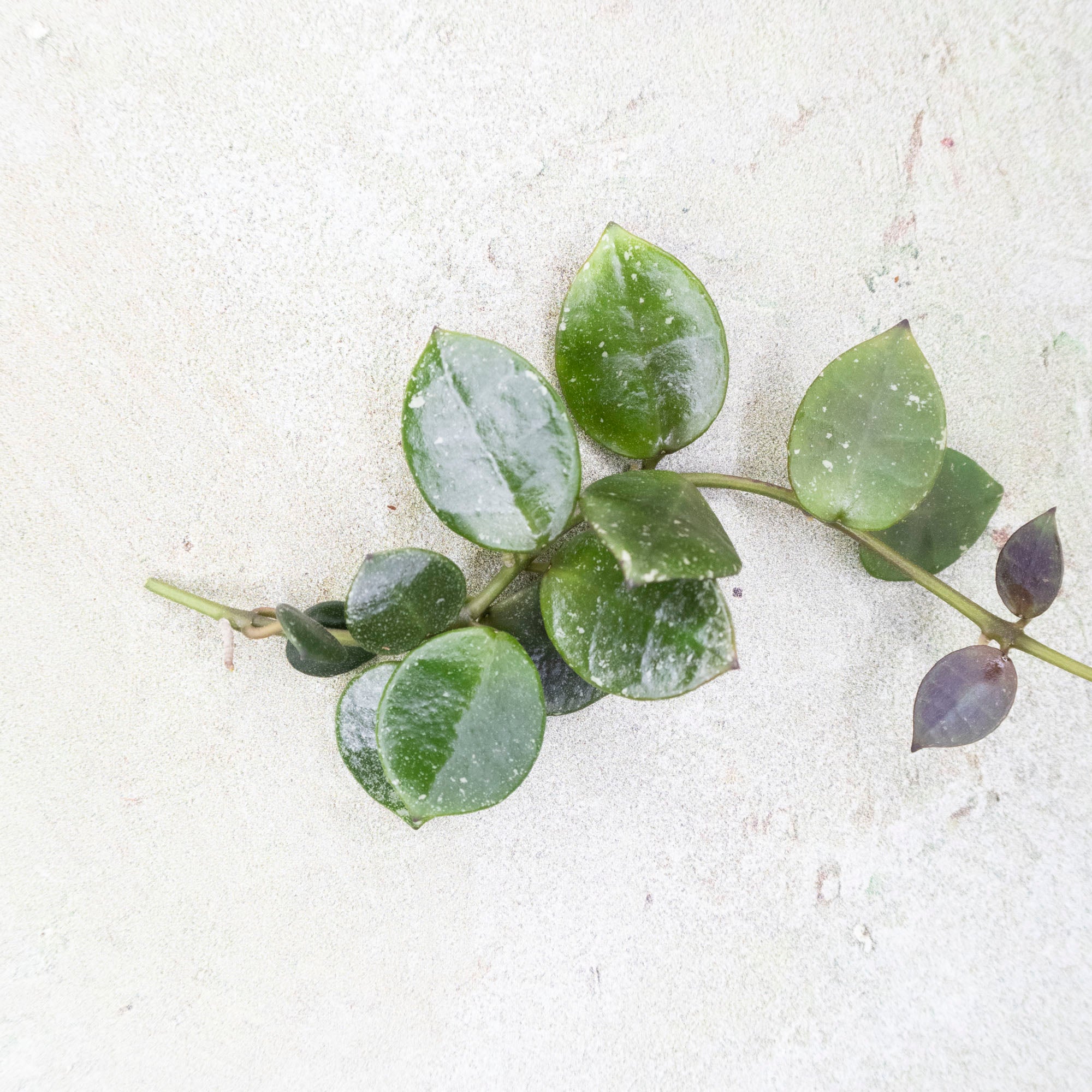 Hoya Lacunosa Fraser Hills