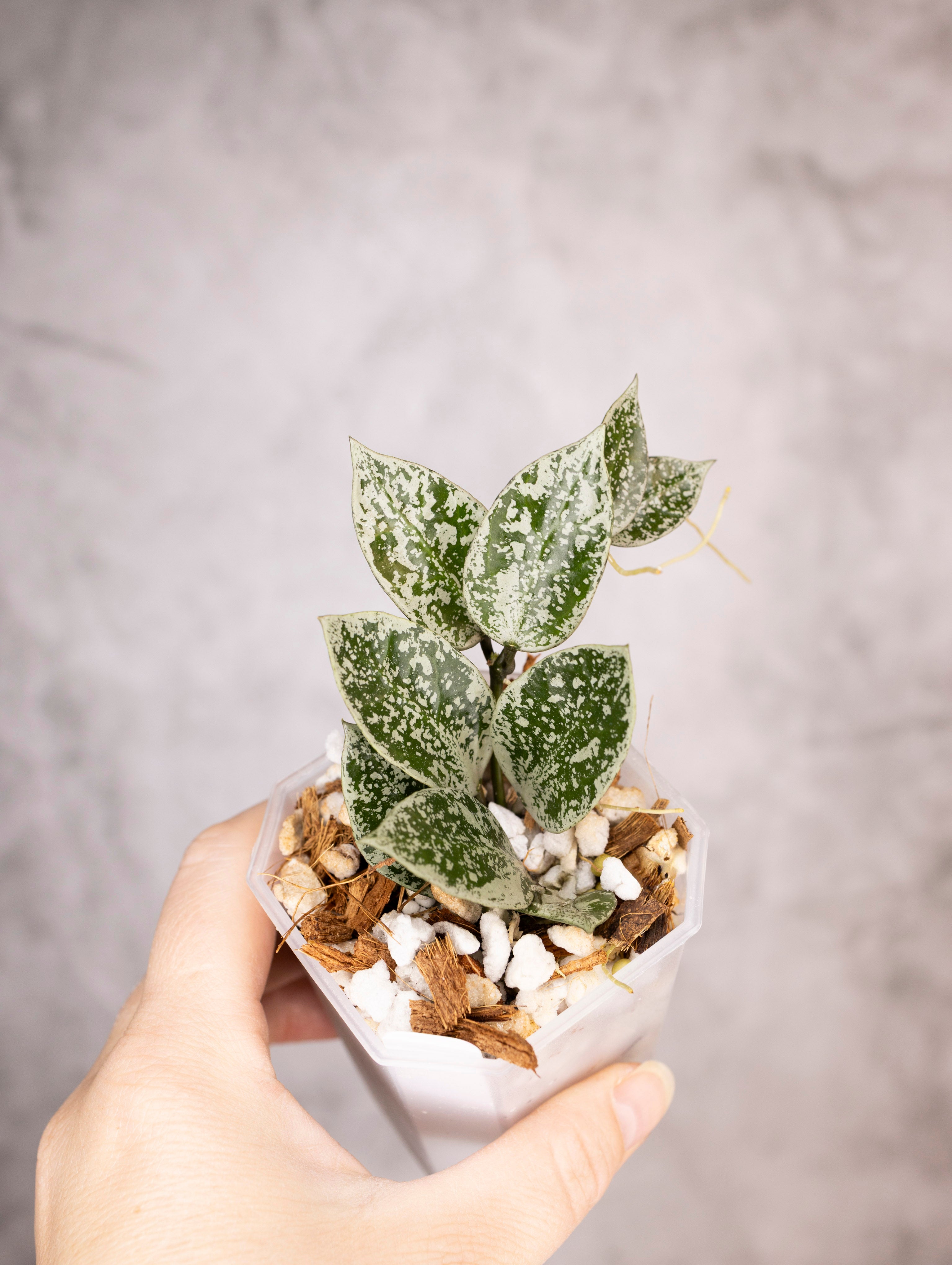 Hoya lacunosa &