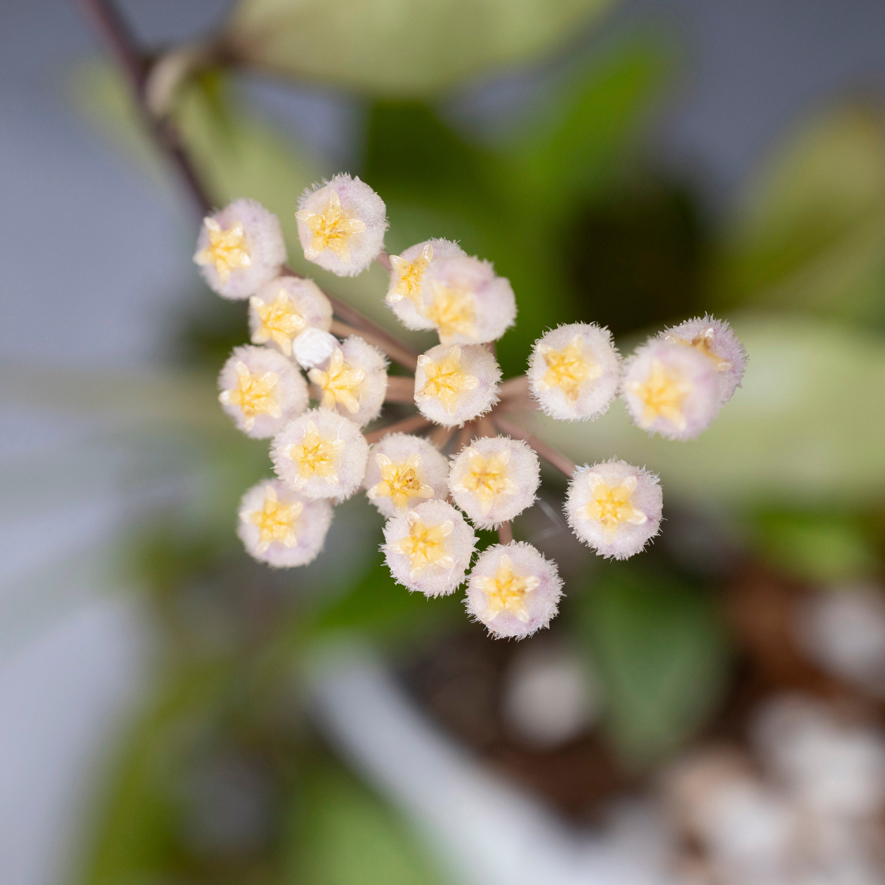 Close-up of a cluster of small white flowers with yellow centers.