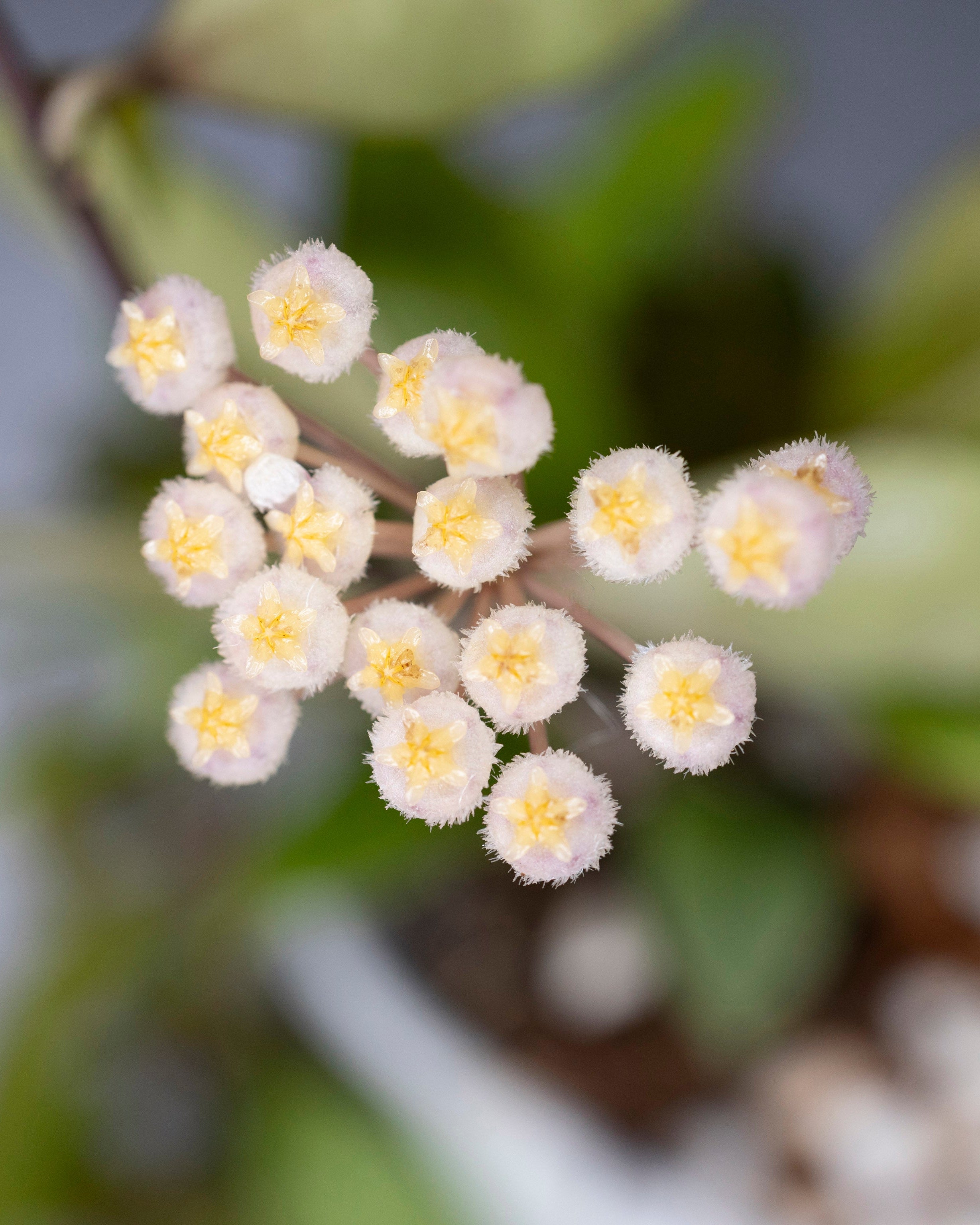 Close-up of a cluster of small white flowers with yellow centers.