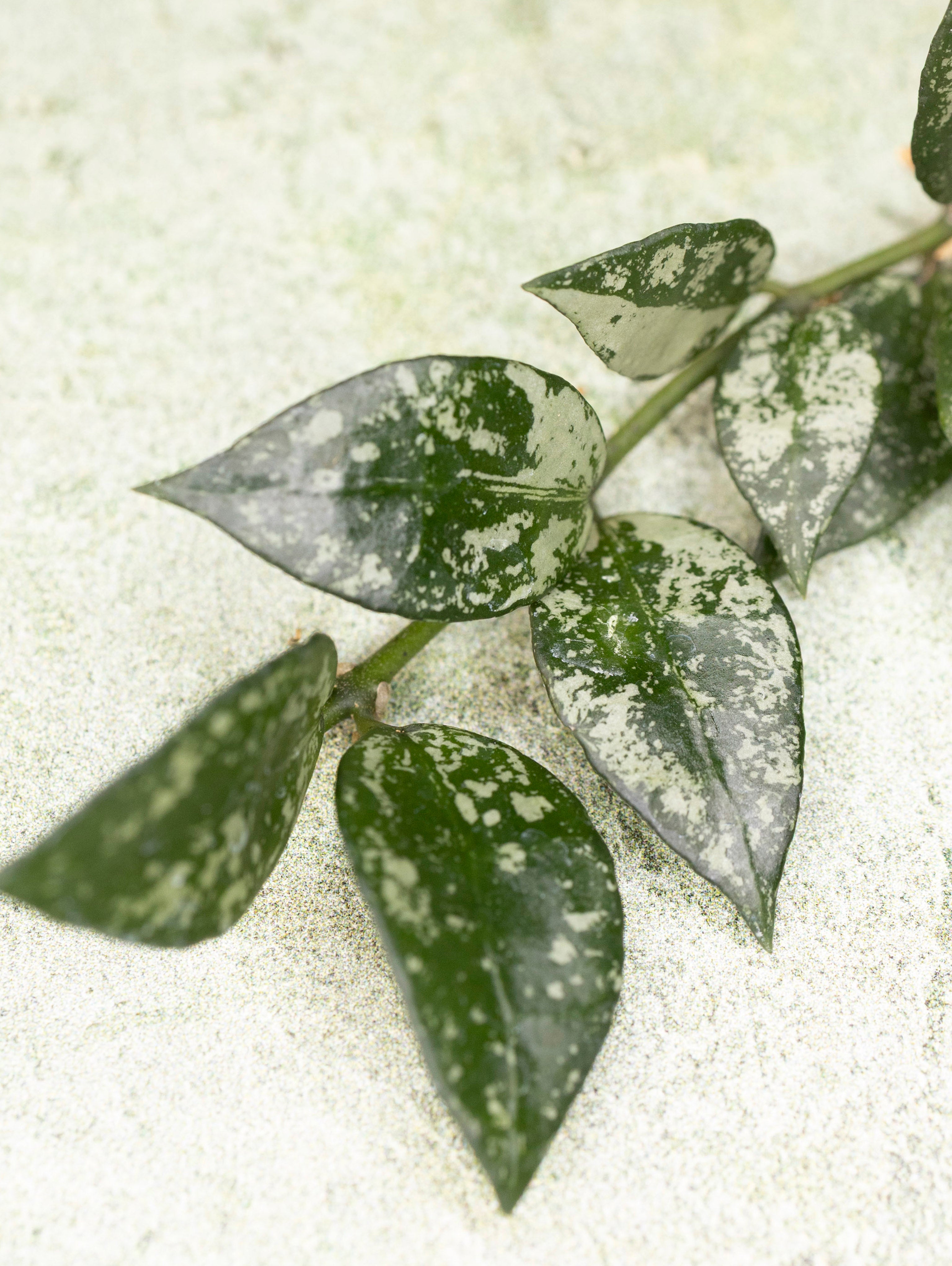 Hoya Lacunosa Green Edge