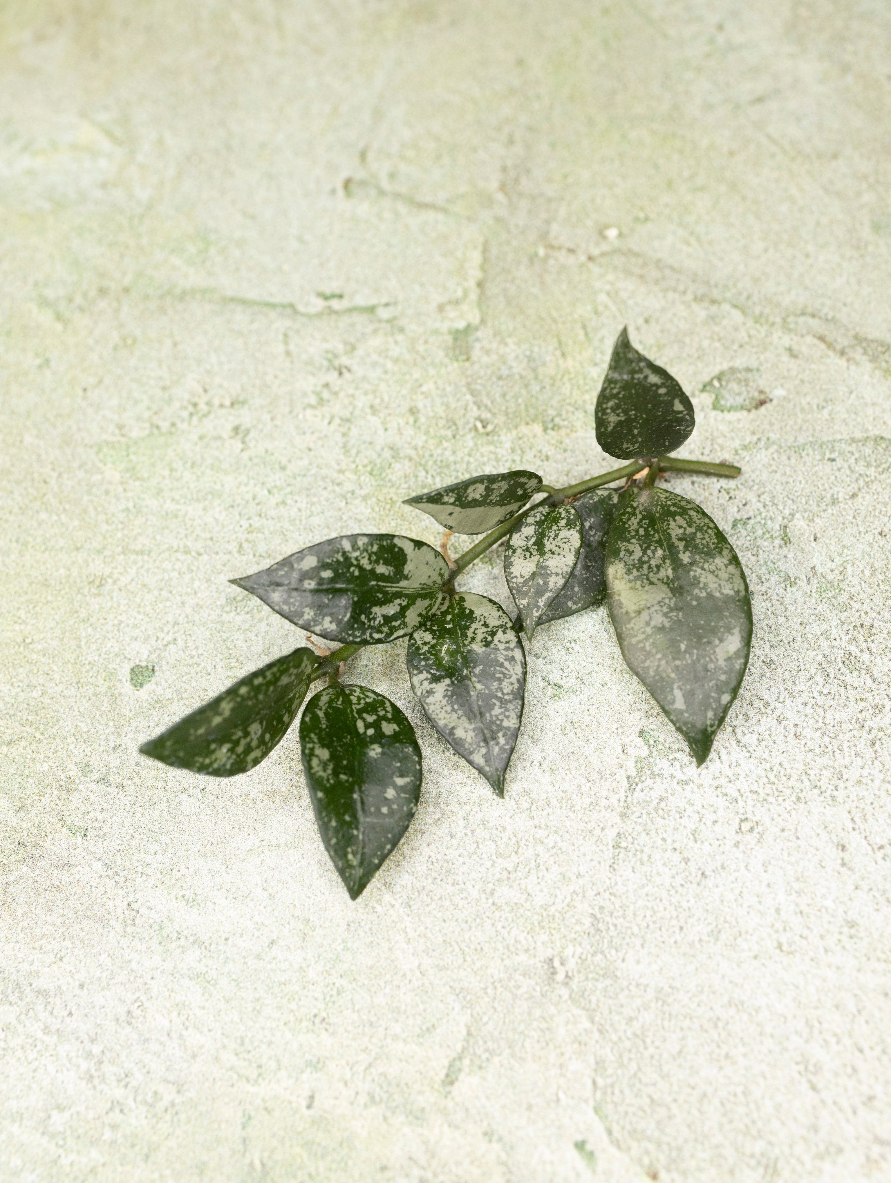Hoya Lacunosa Green Edge