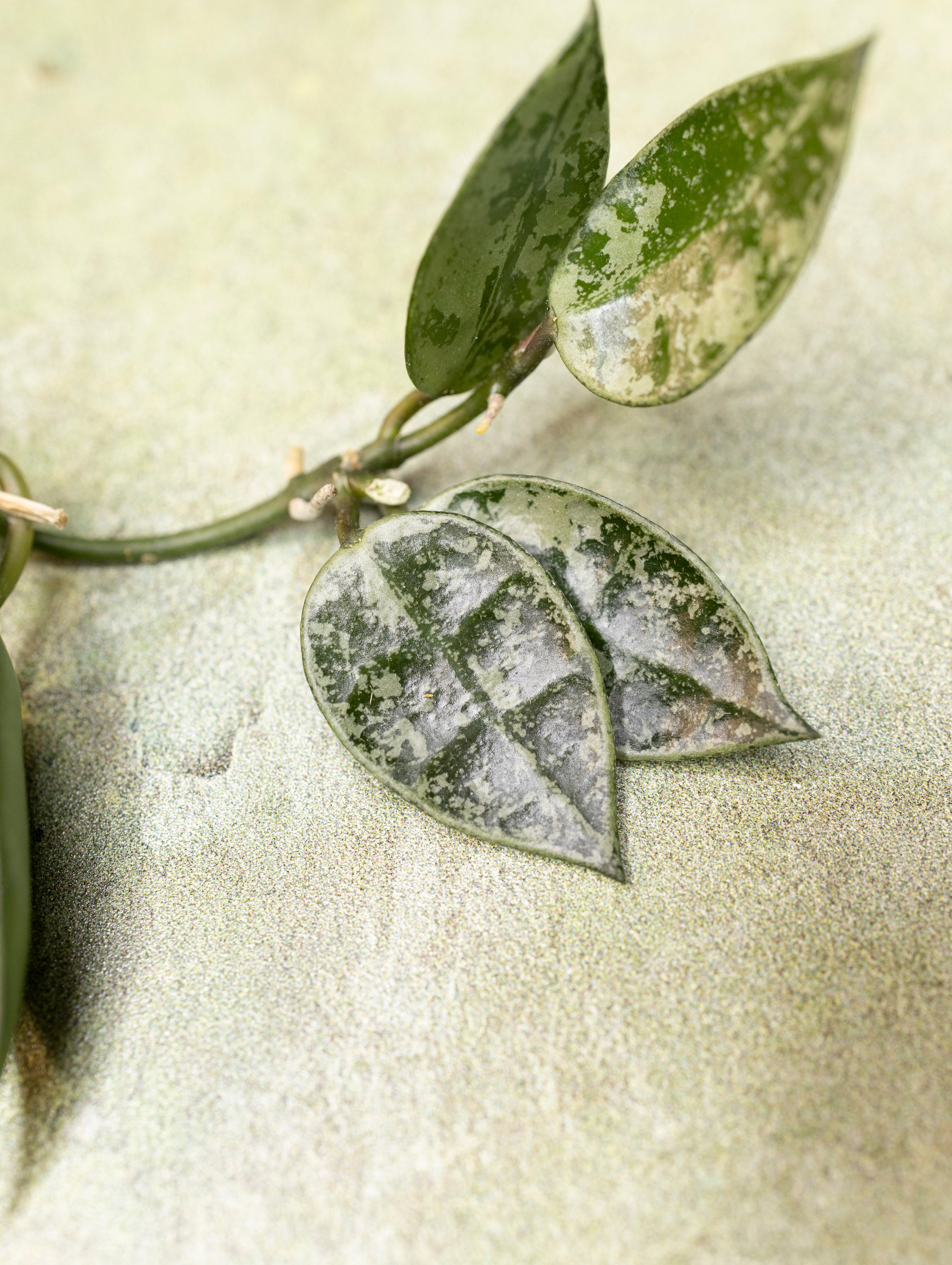 Hoya Lacunosa Grey Ash Splash