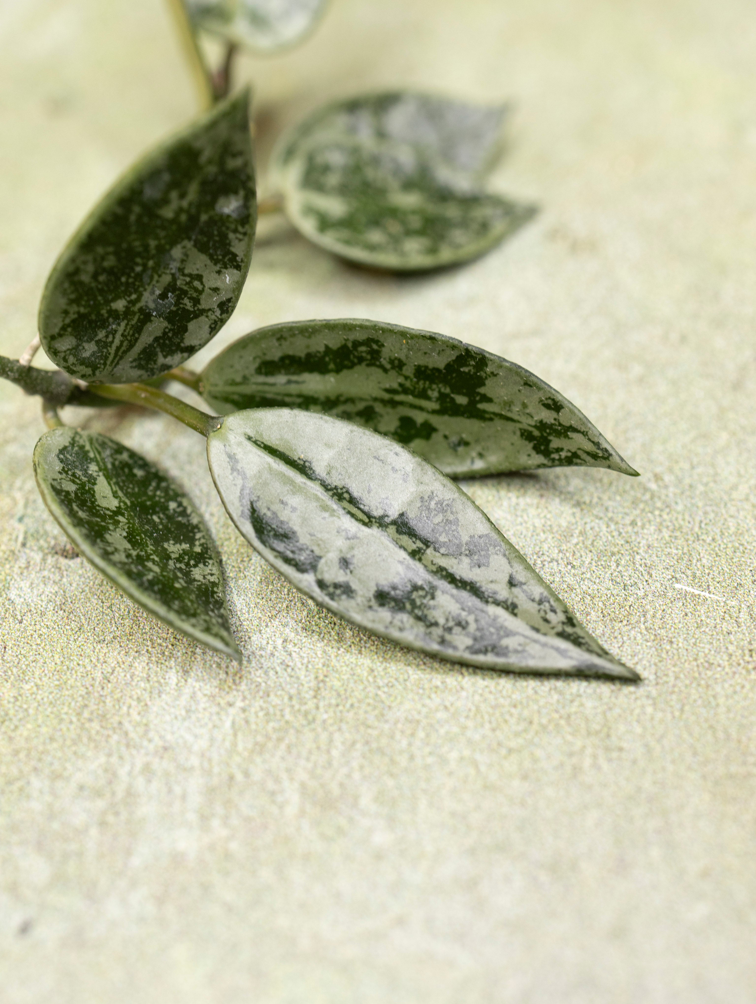 Hoya Lacunosa Grey Ash Splash