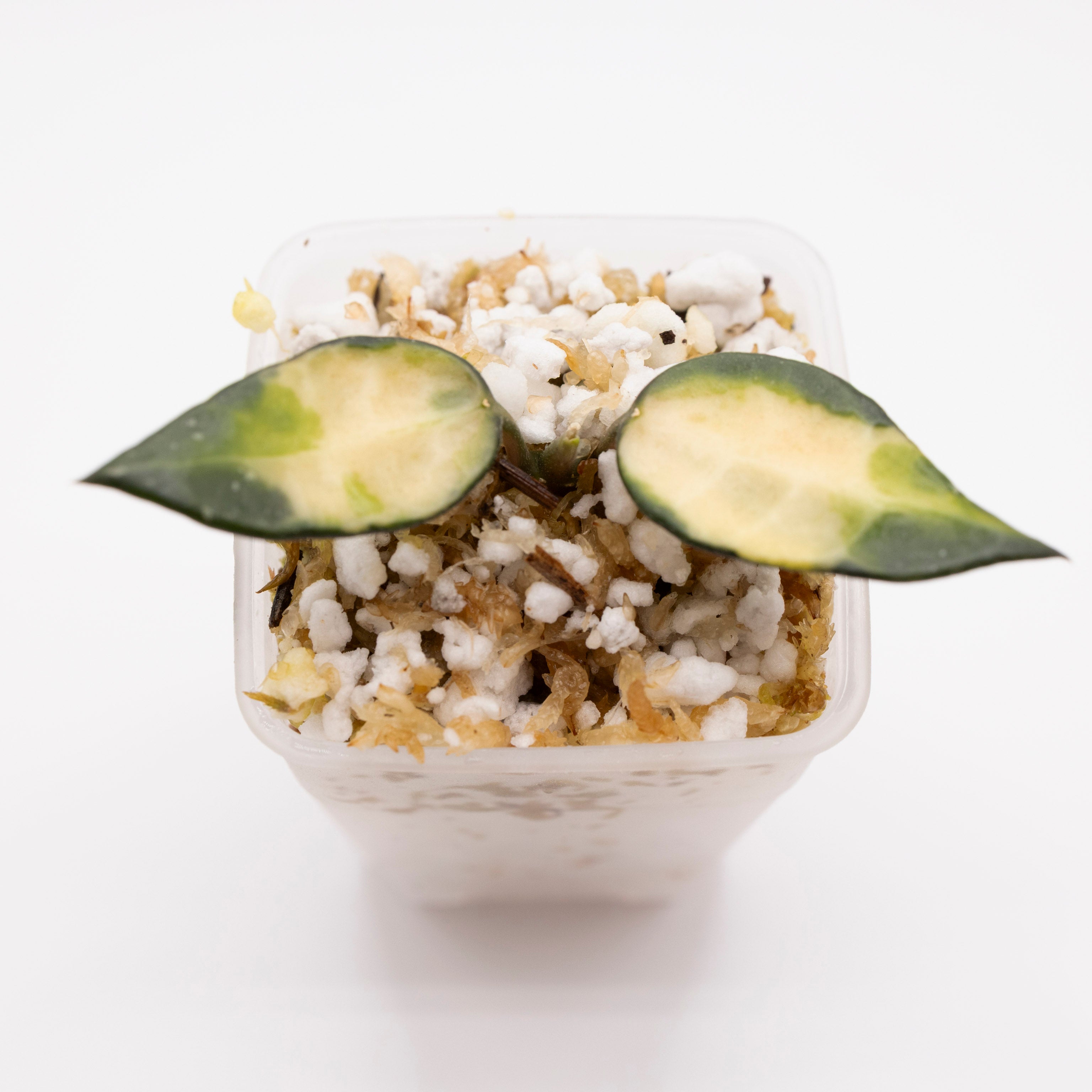 Hoya Lacunosa Illumi