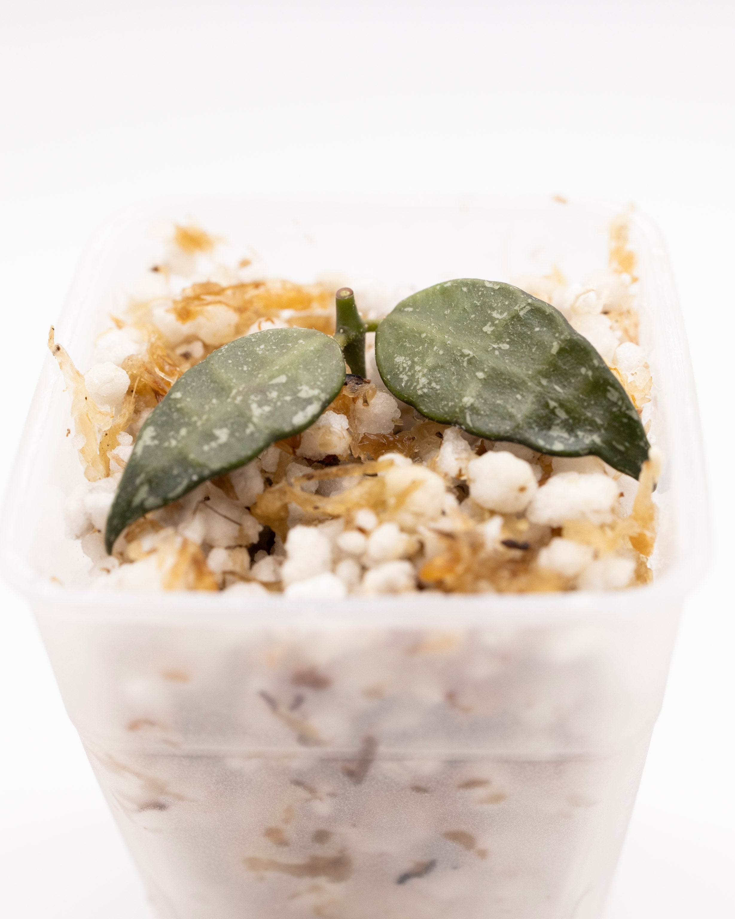 Hoya Lacunosa Langkawi Island