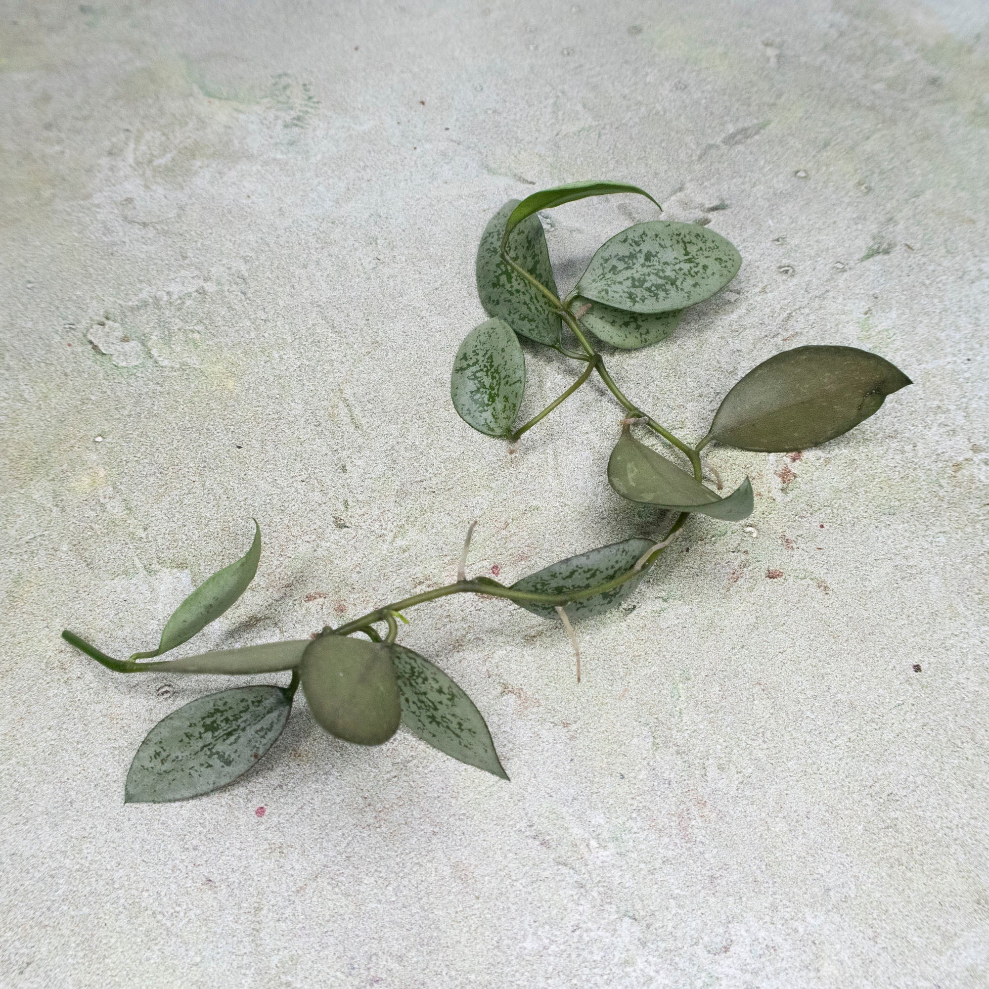 Hoya Lacunosa Leopard Skin