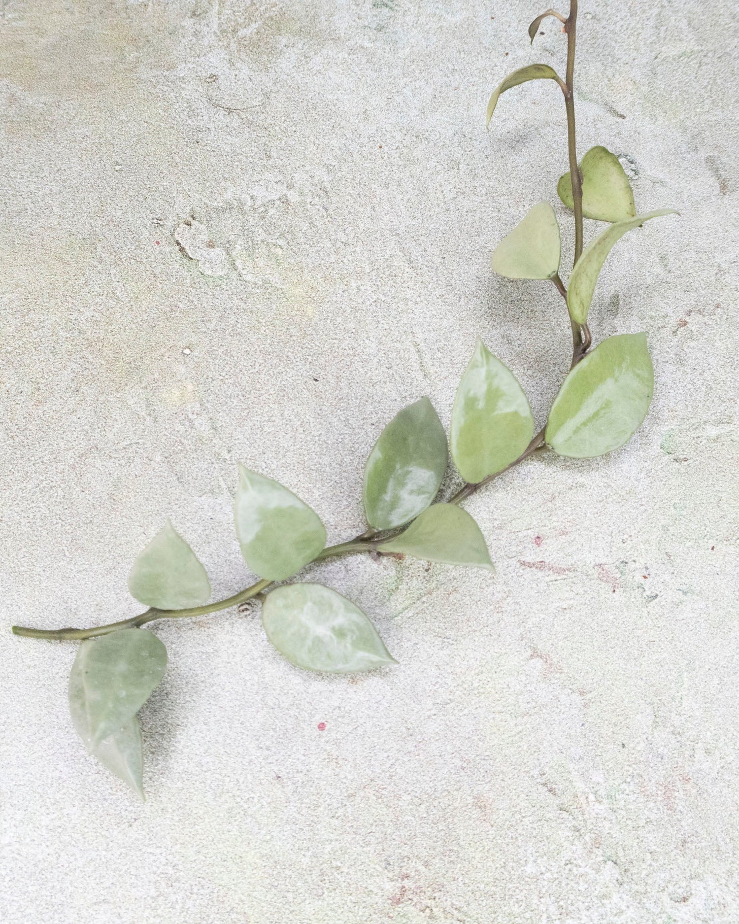 Hoya Lacunosa Louisa&