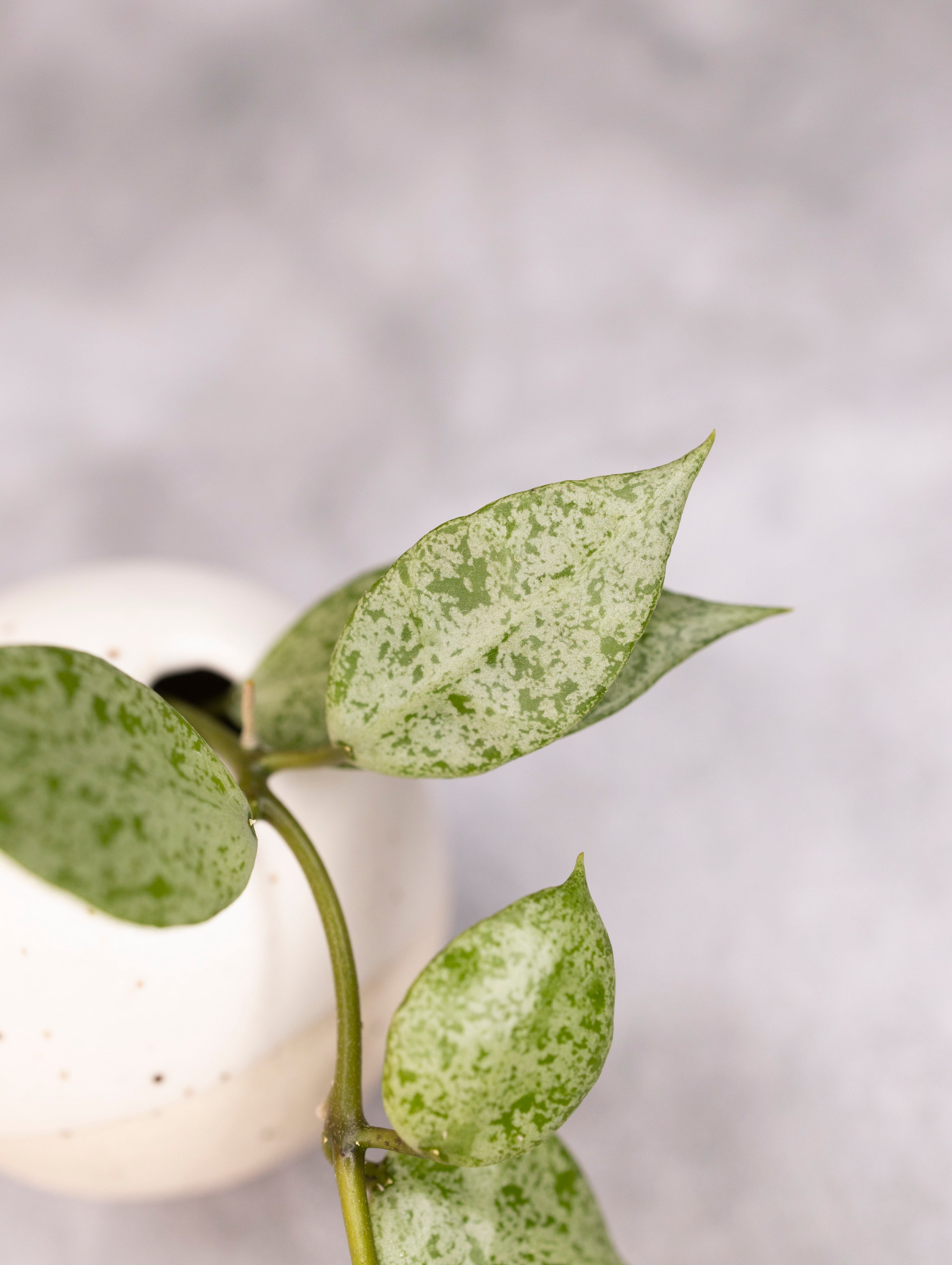 Hoya lacunosa &