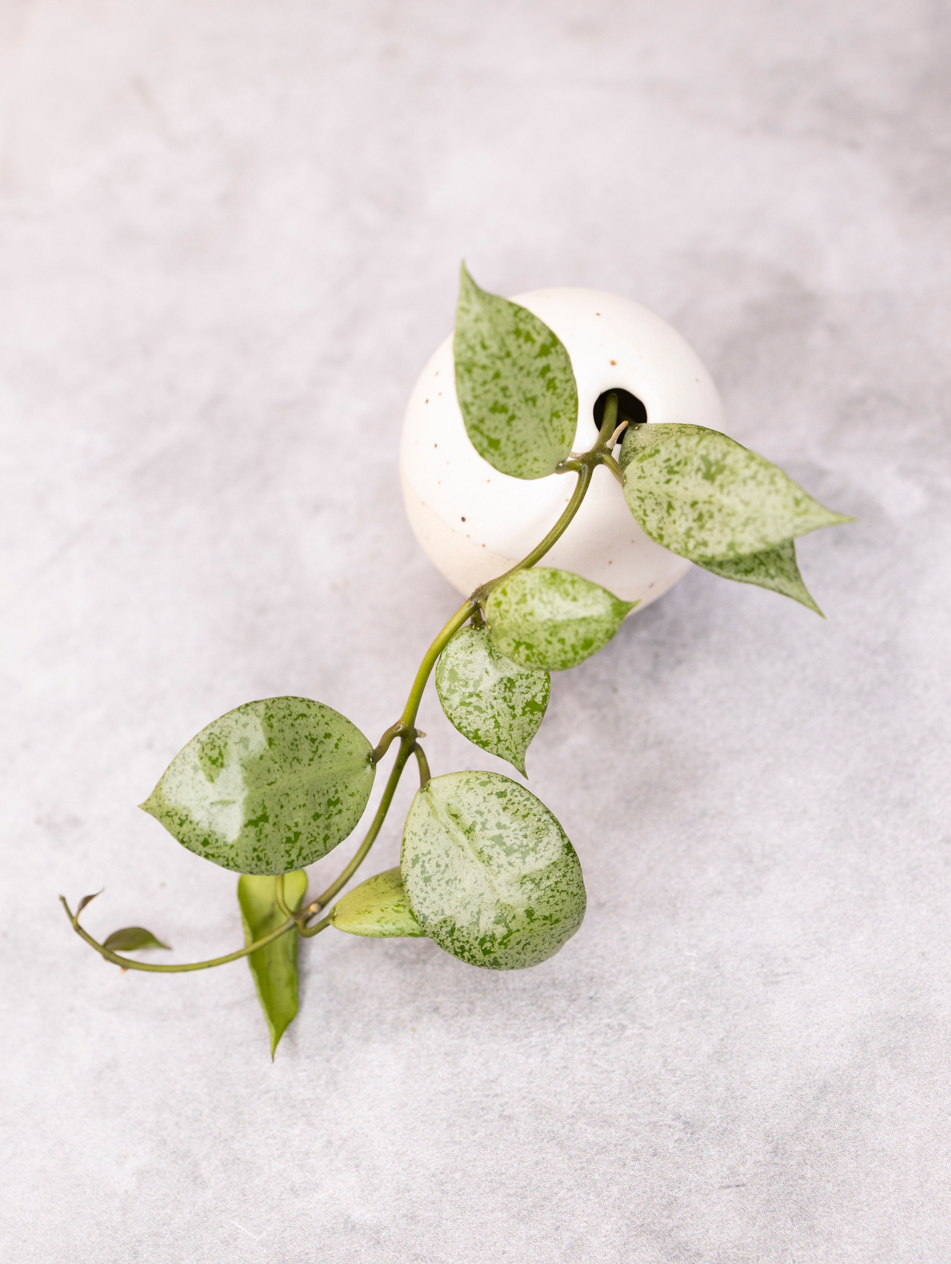 Hoya lacunosa &
