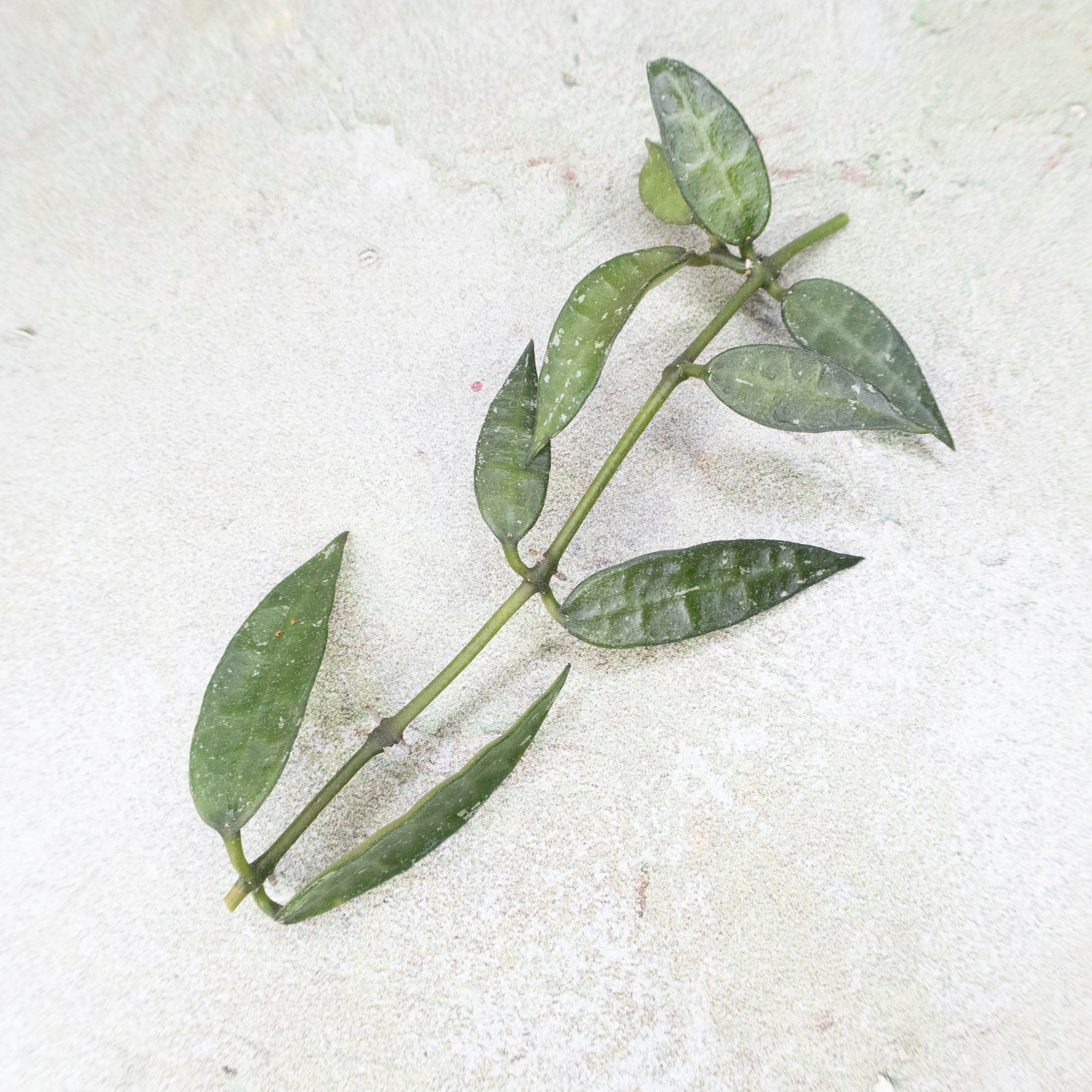Hoya Lacunosa Mr Tent