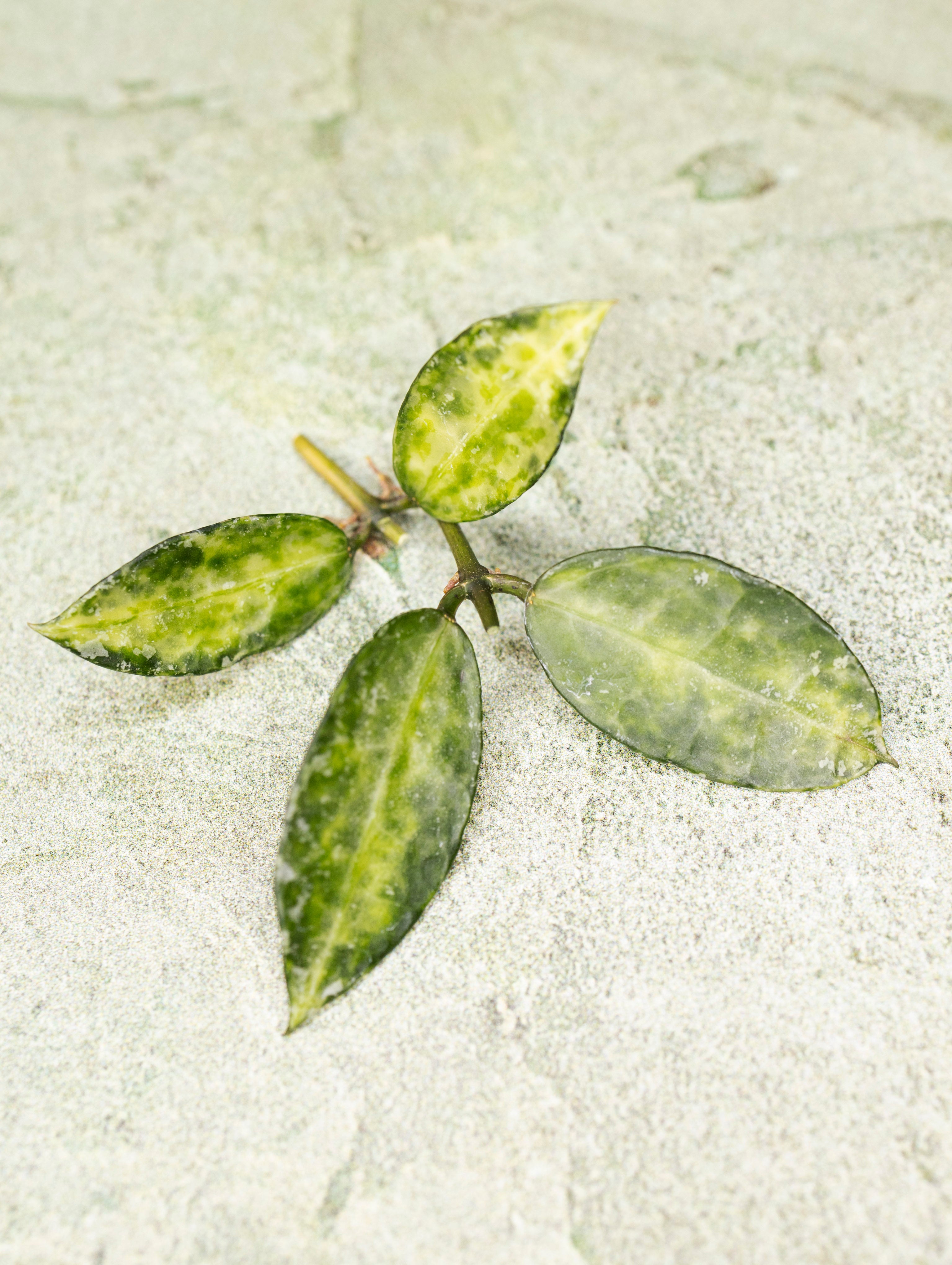 Hoya Lacunosa Peridot