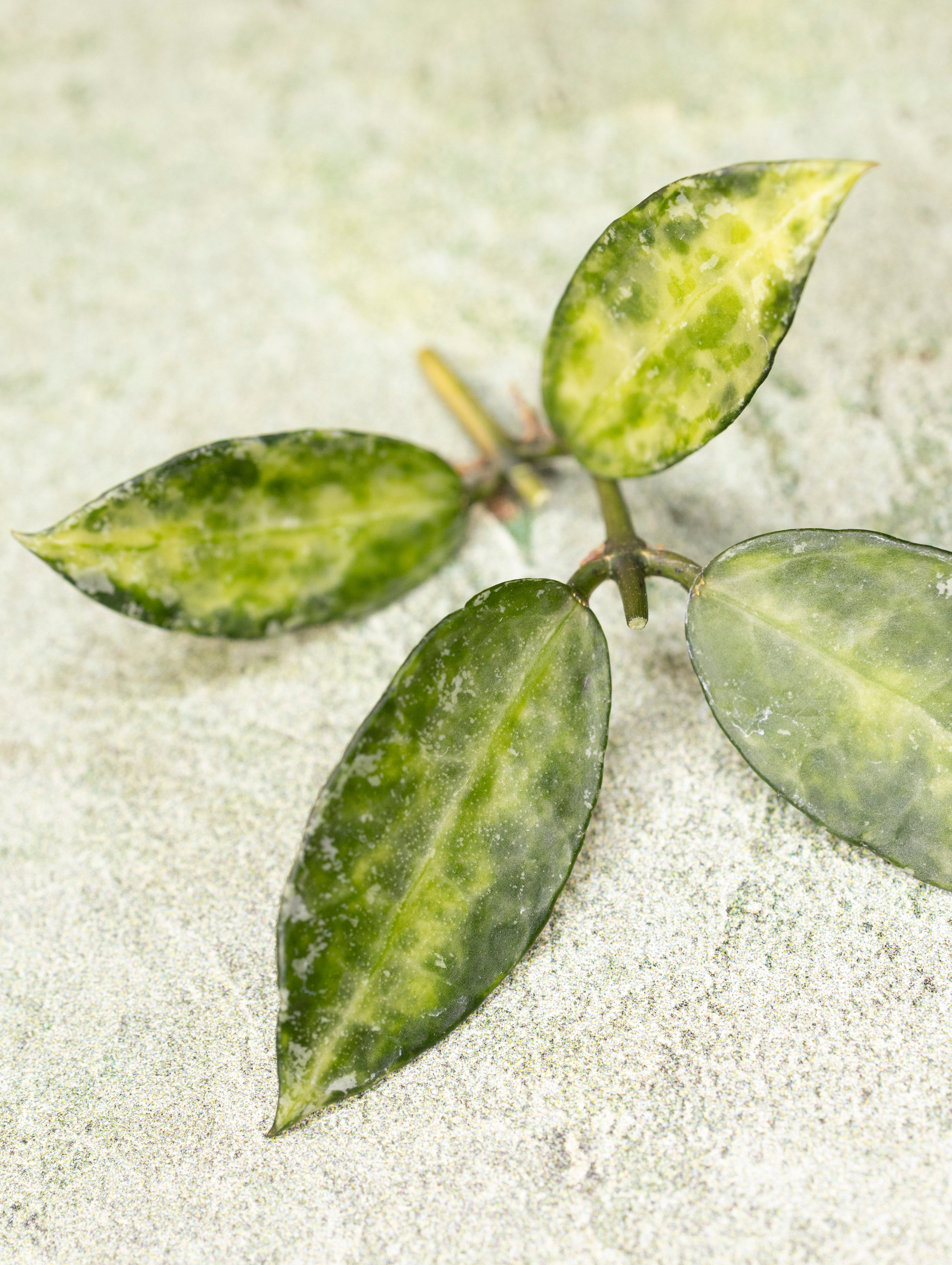 Hoya Lacunosa Peridot