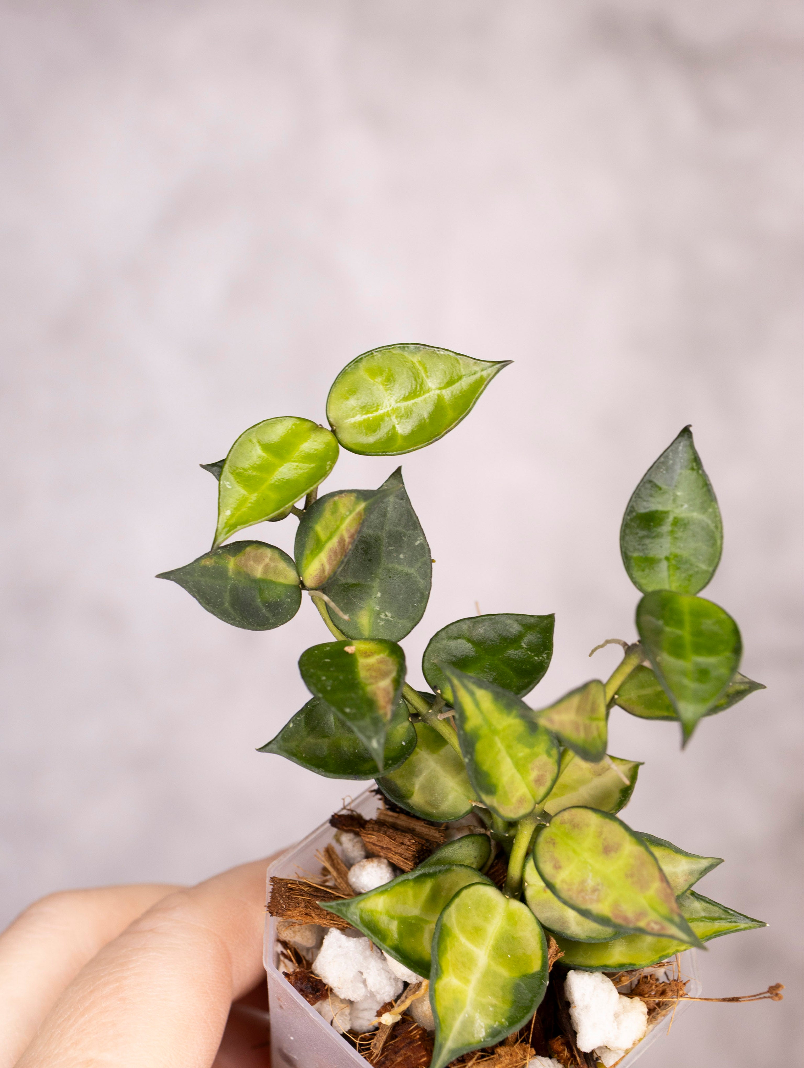 Hoya Lacunosa Red Leaf