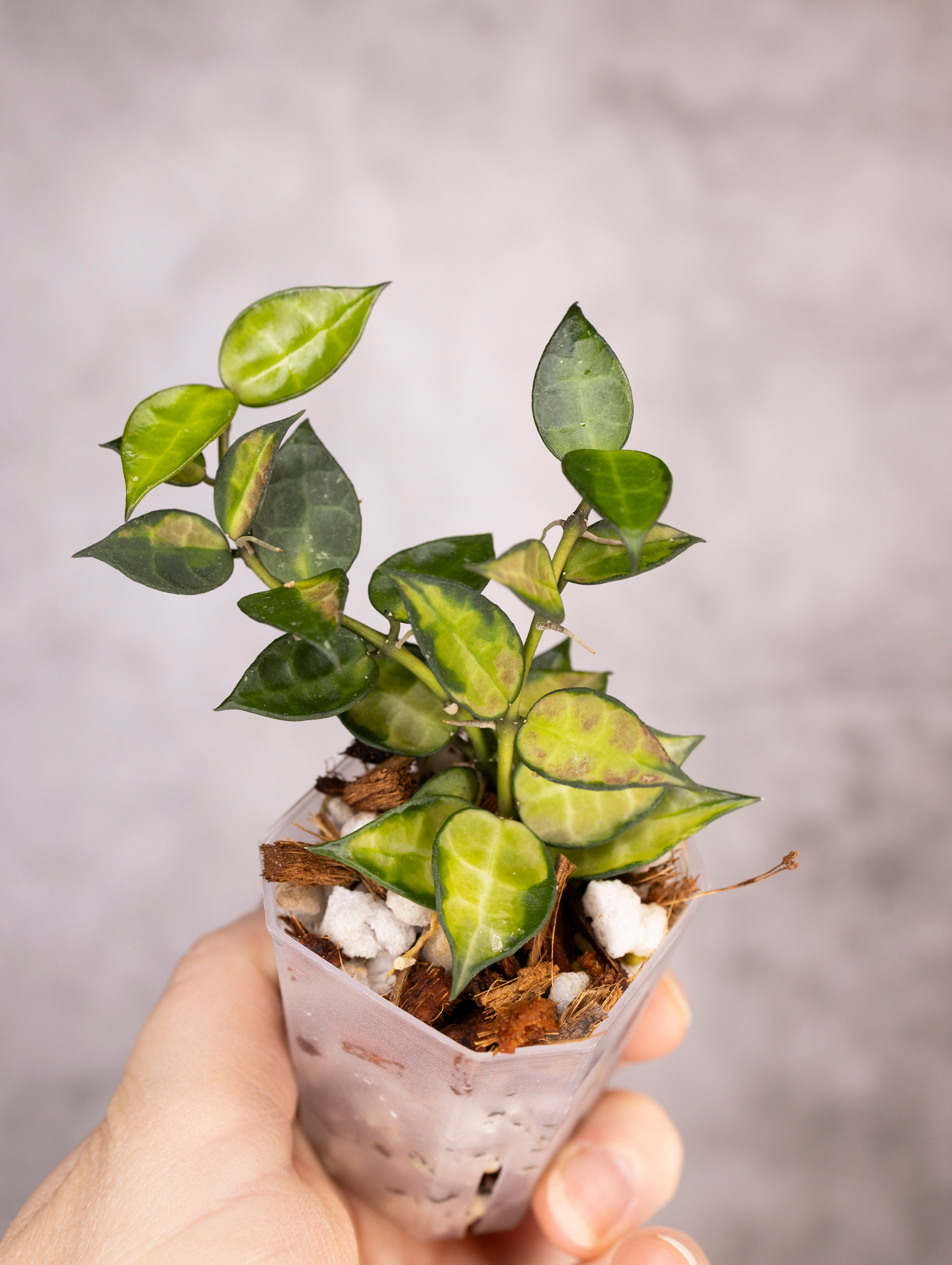 Hoya Lacunosa Red Leaf