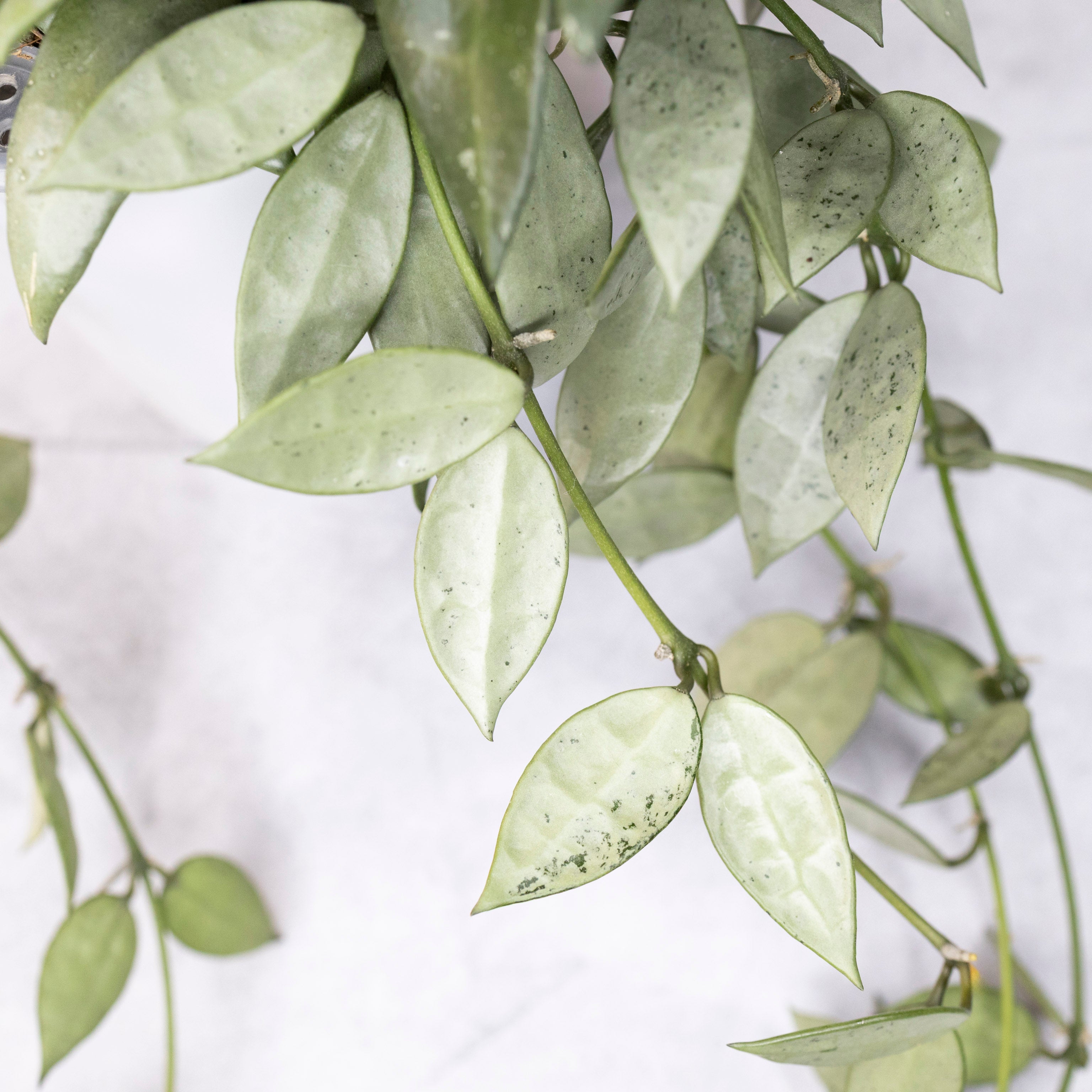 Close-up of a green leafy plant on a light background