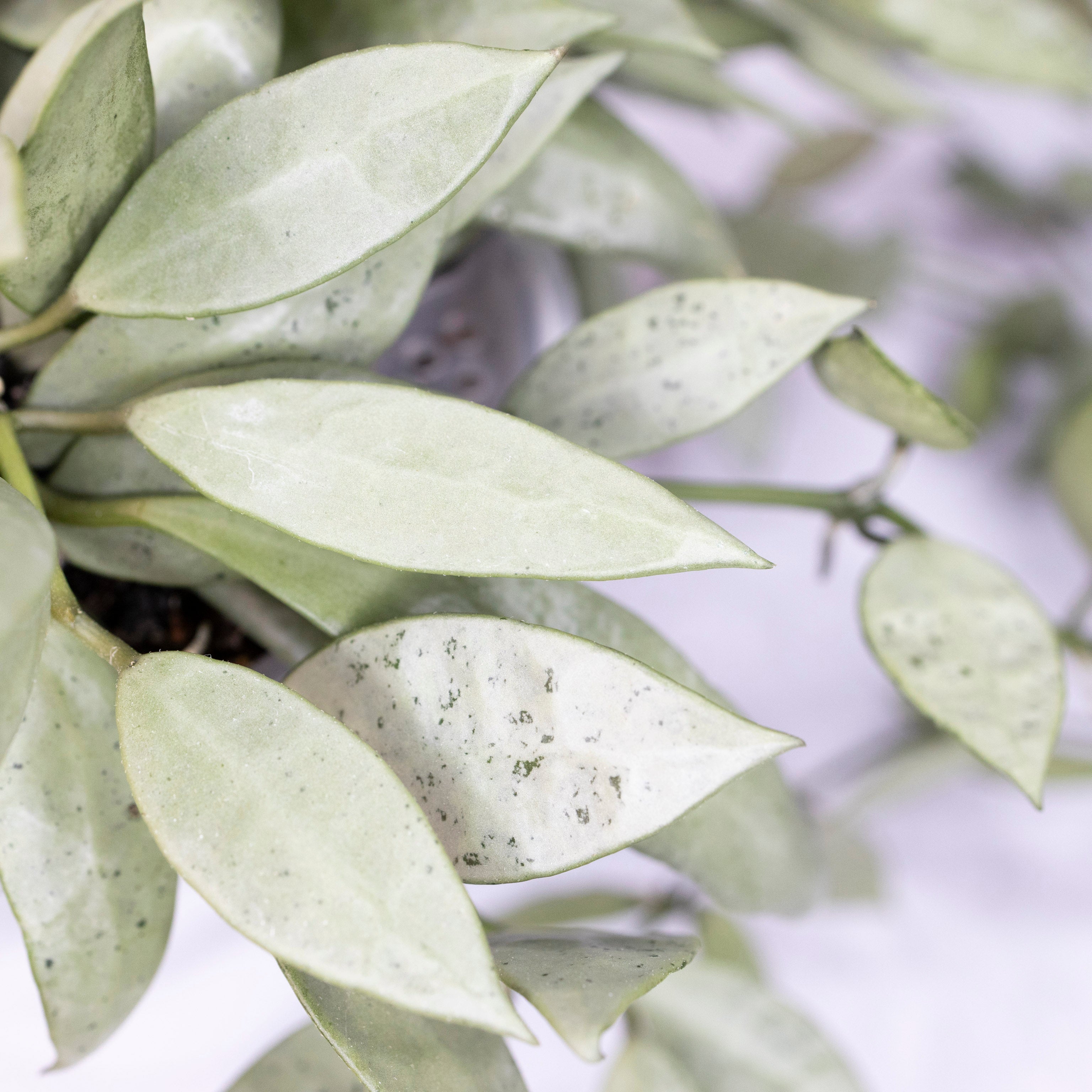 Hoya Lacunosa Silver Long Leaves