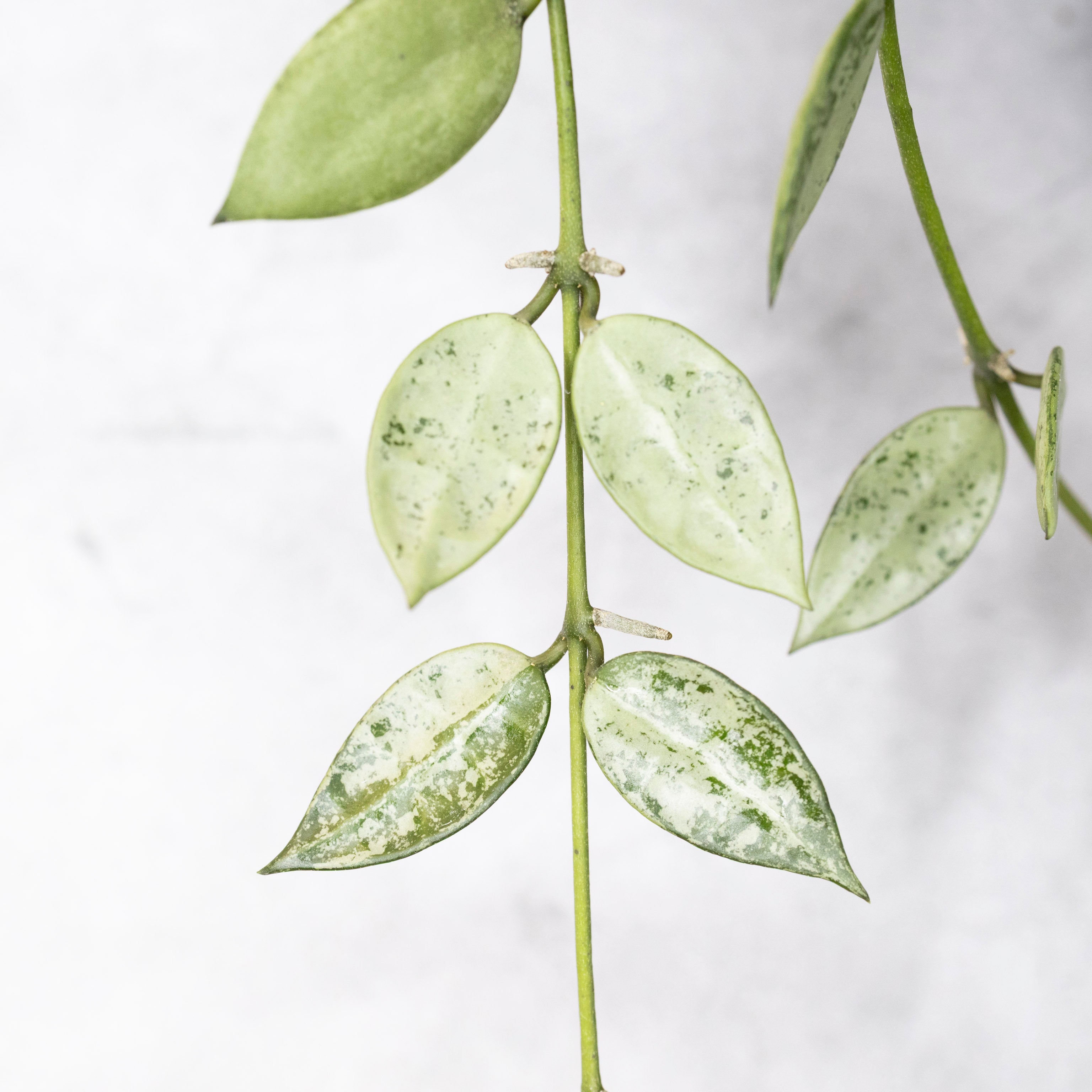 Close-up of a plant with spotted leaves on a light background
