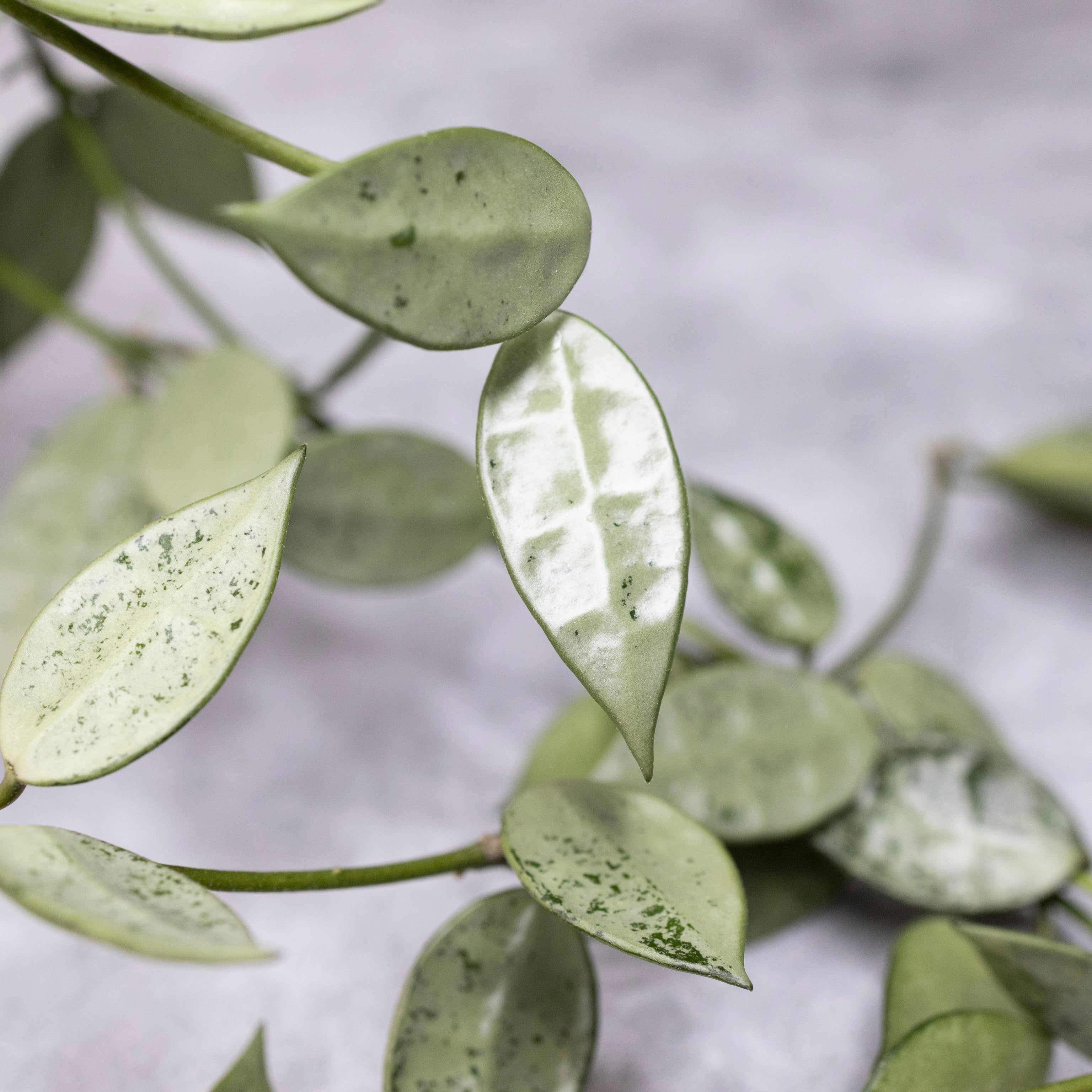 Close-up of a green leafy plant with a blurred background