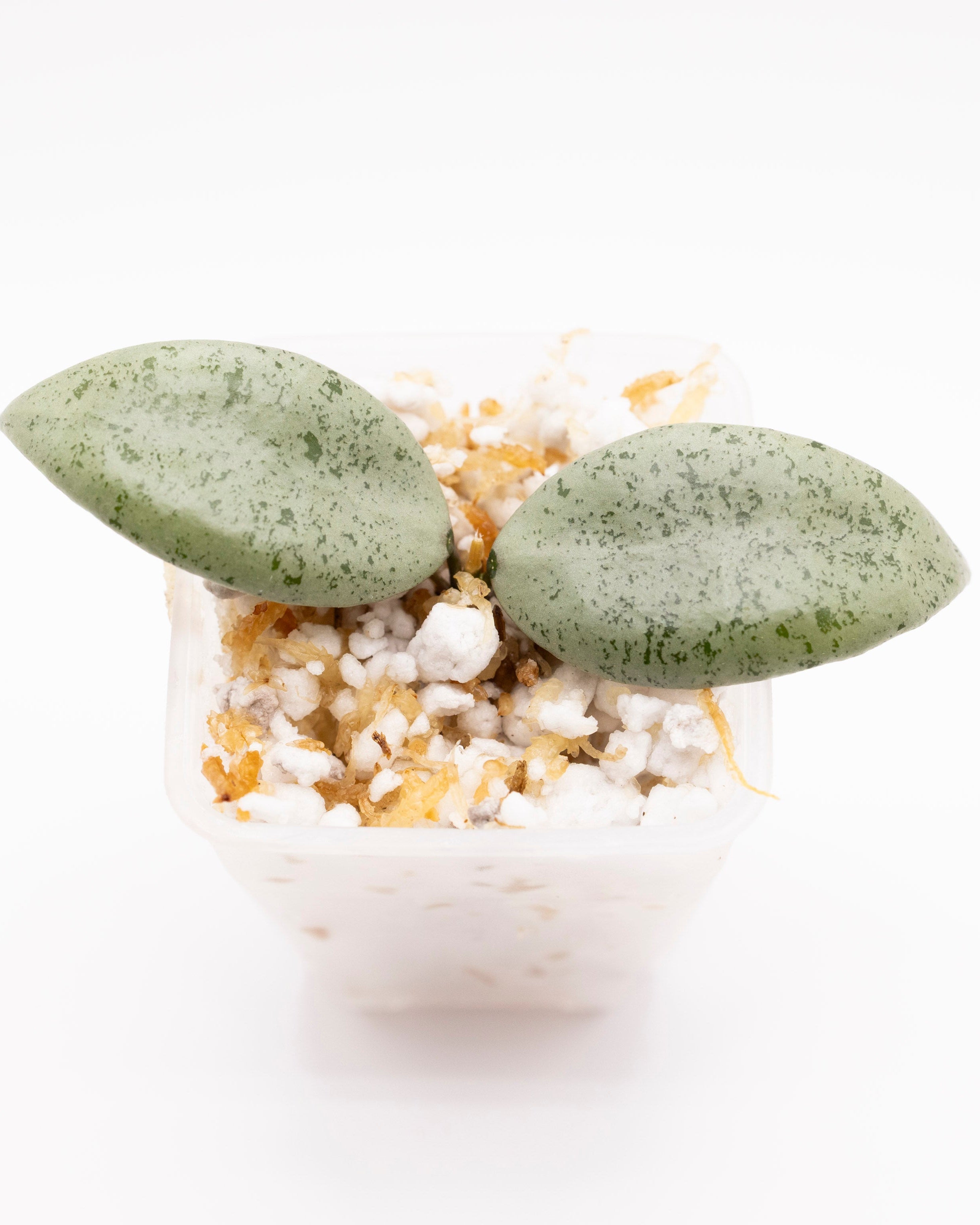 Hoya Lacunosa Silver Silvana