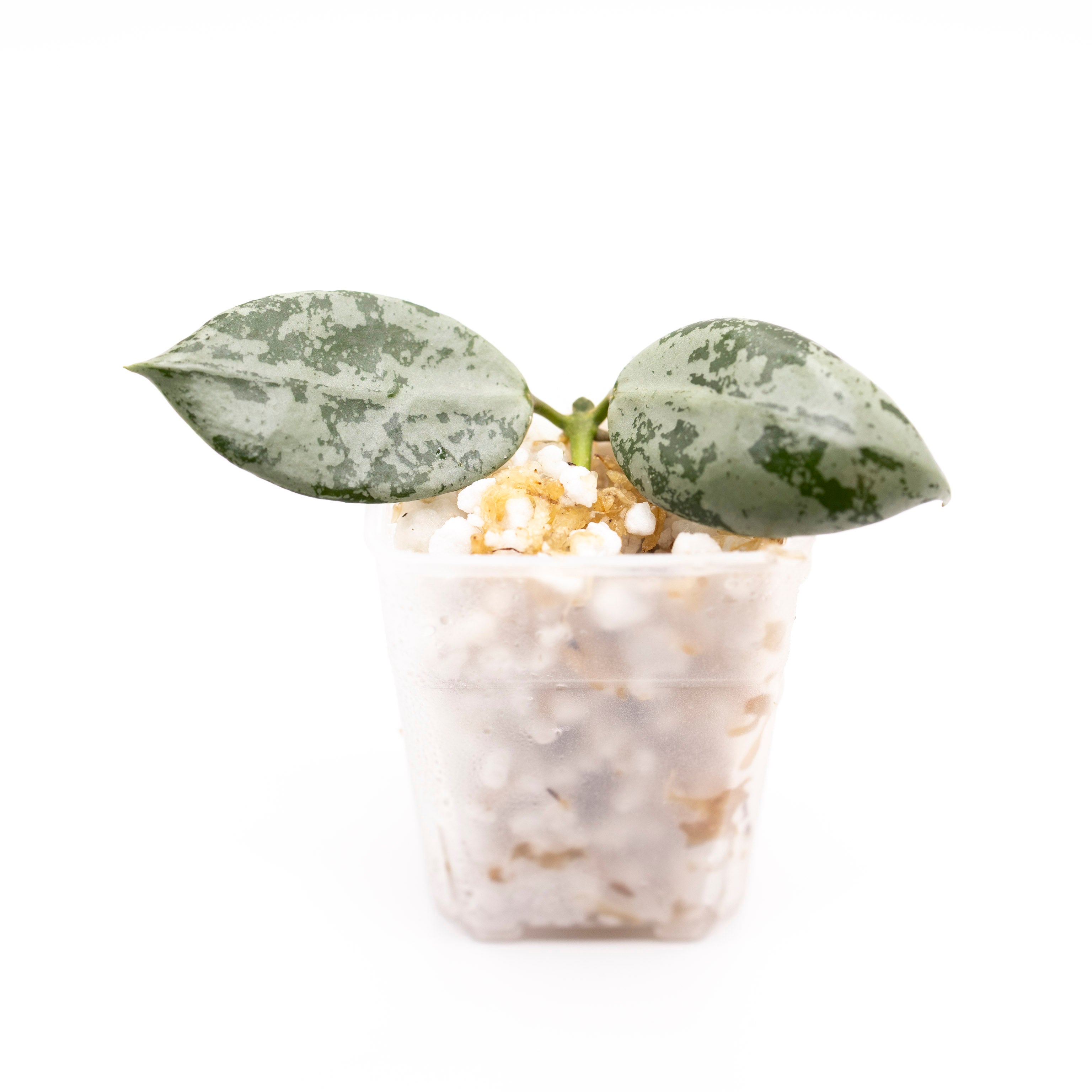 Hoya Lacunosa Snow Leopard