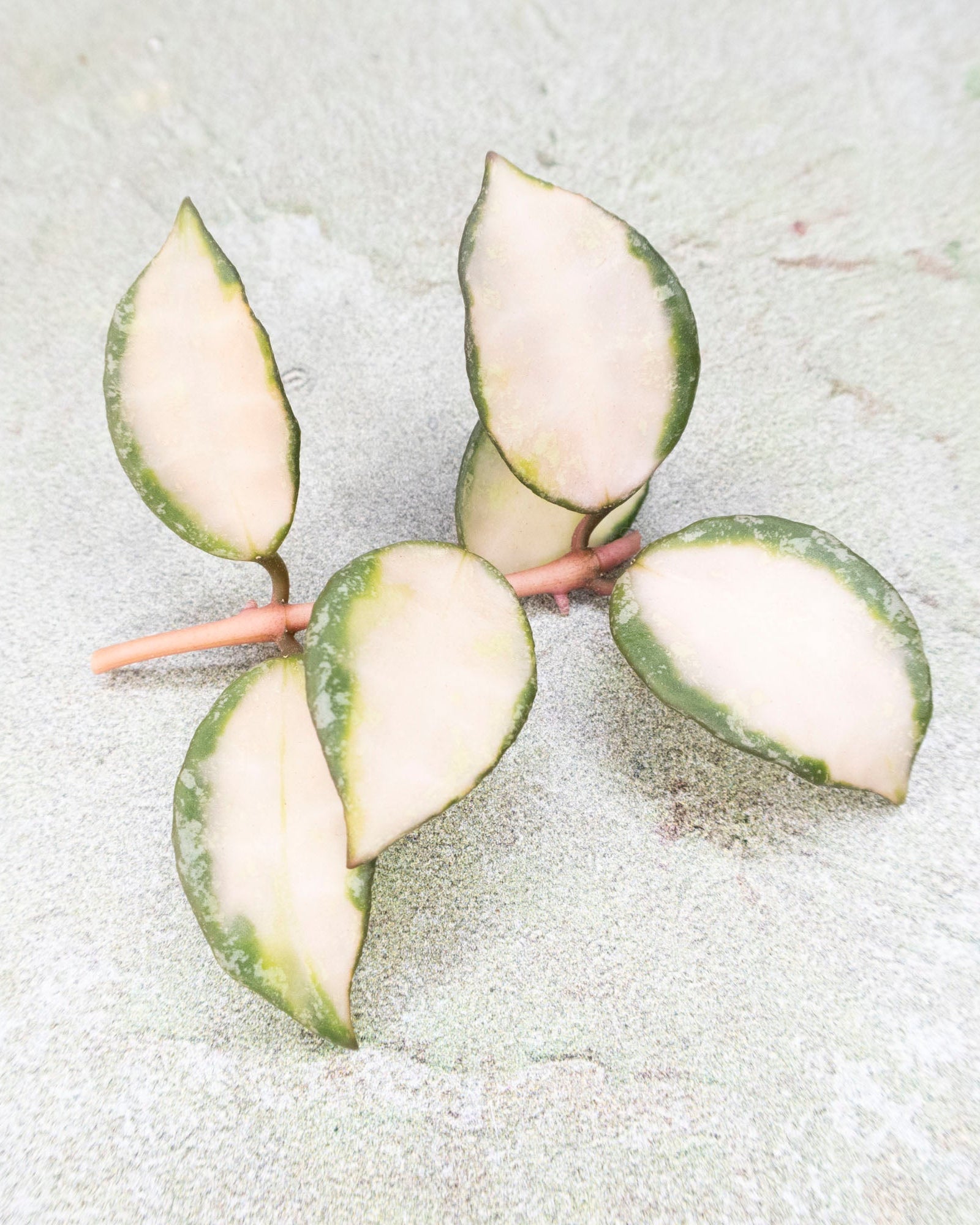 Hoya Lacunosa Souma Splash