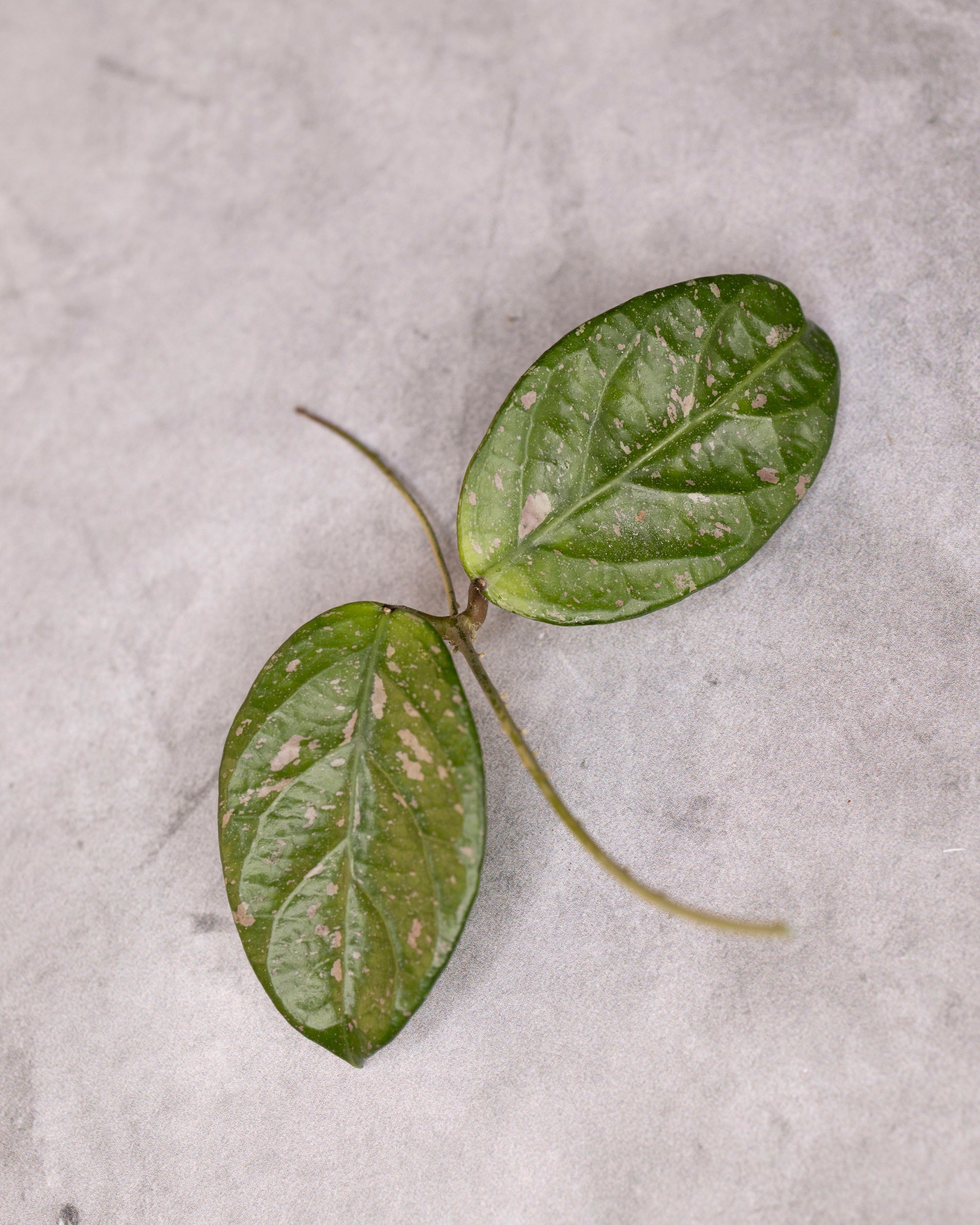 Two green leaves on a textured gray surface