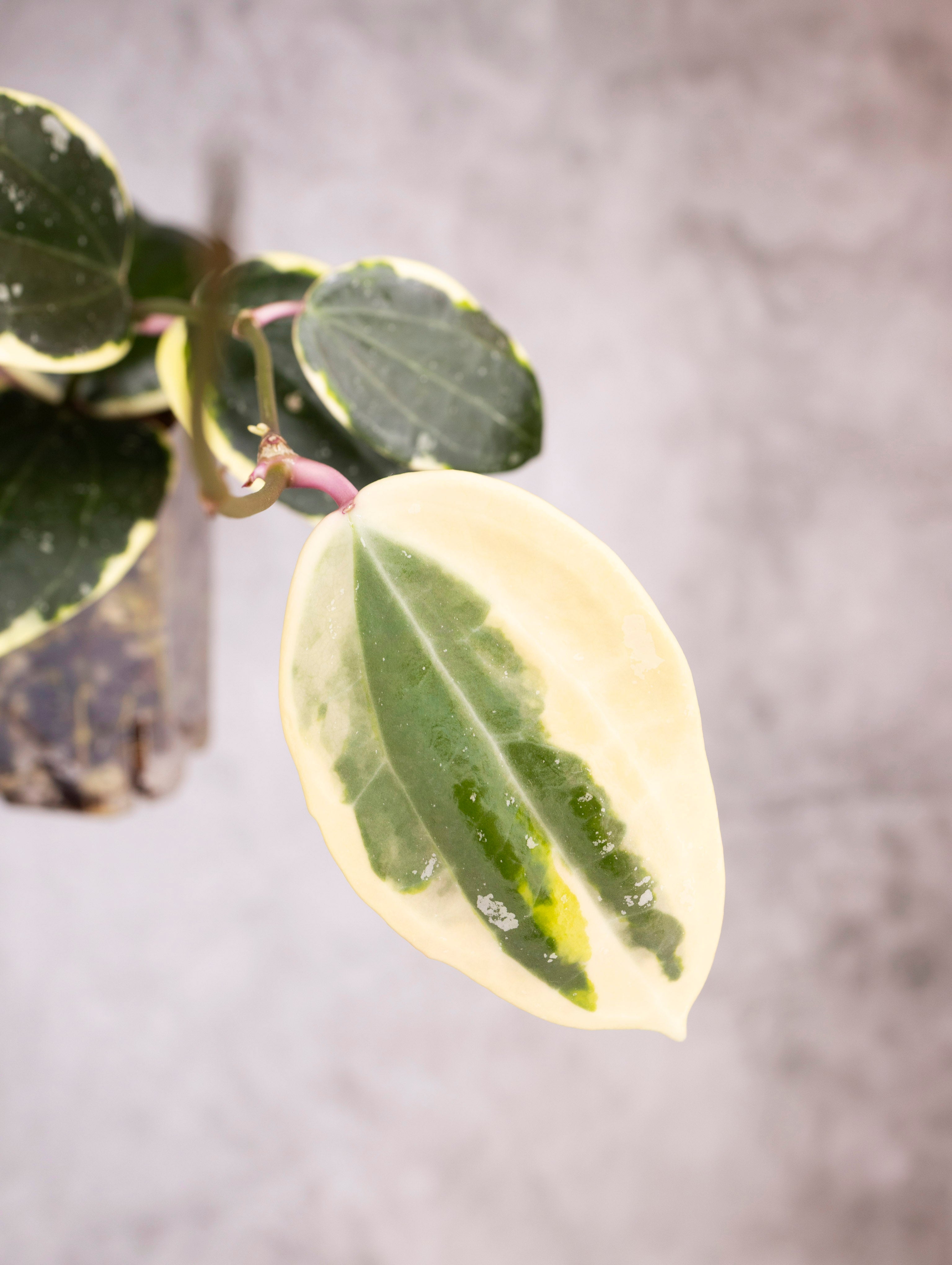 Hoya Latifolia Albomarginata Round Leaf
