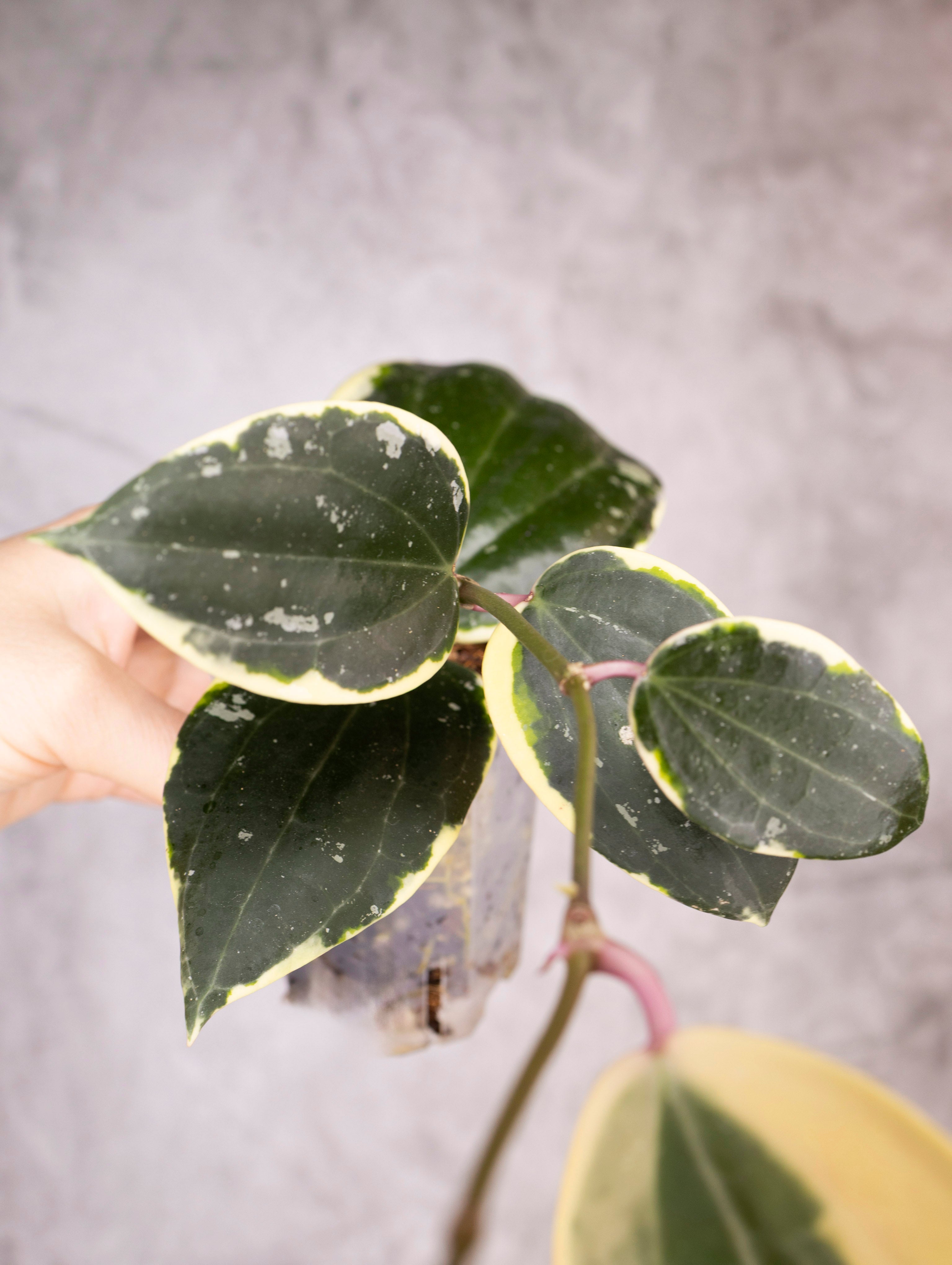 Hoya Latifolia Albomarginata Round Leaf