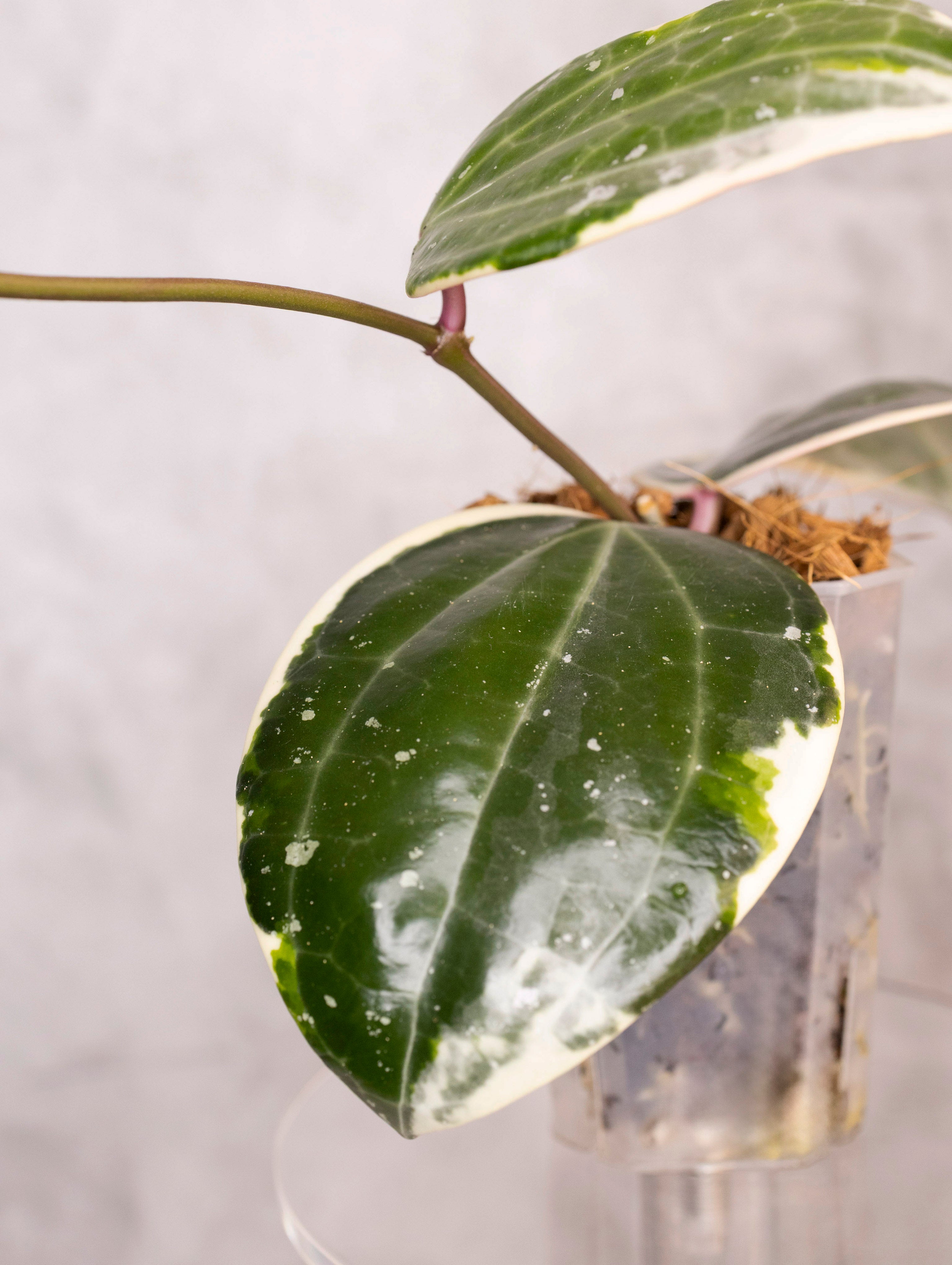 Hoya Latifolia Albomarginata Round Leaf