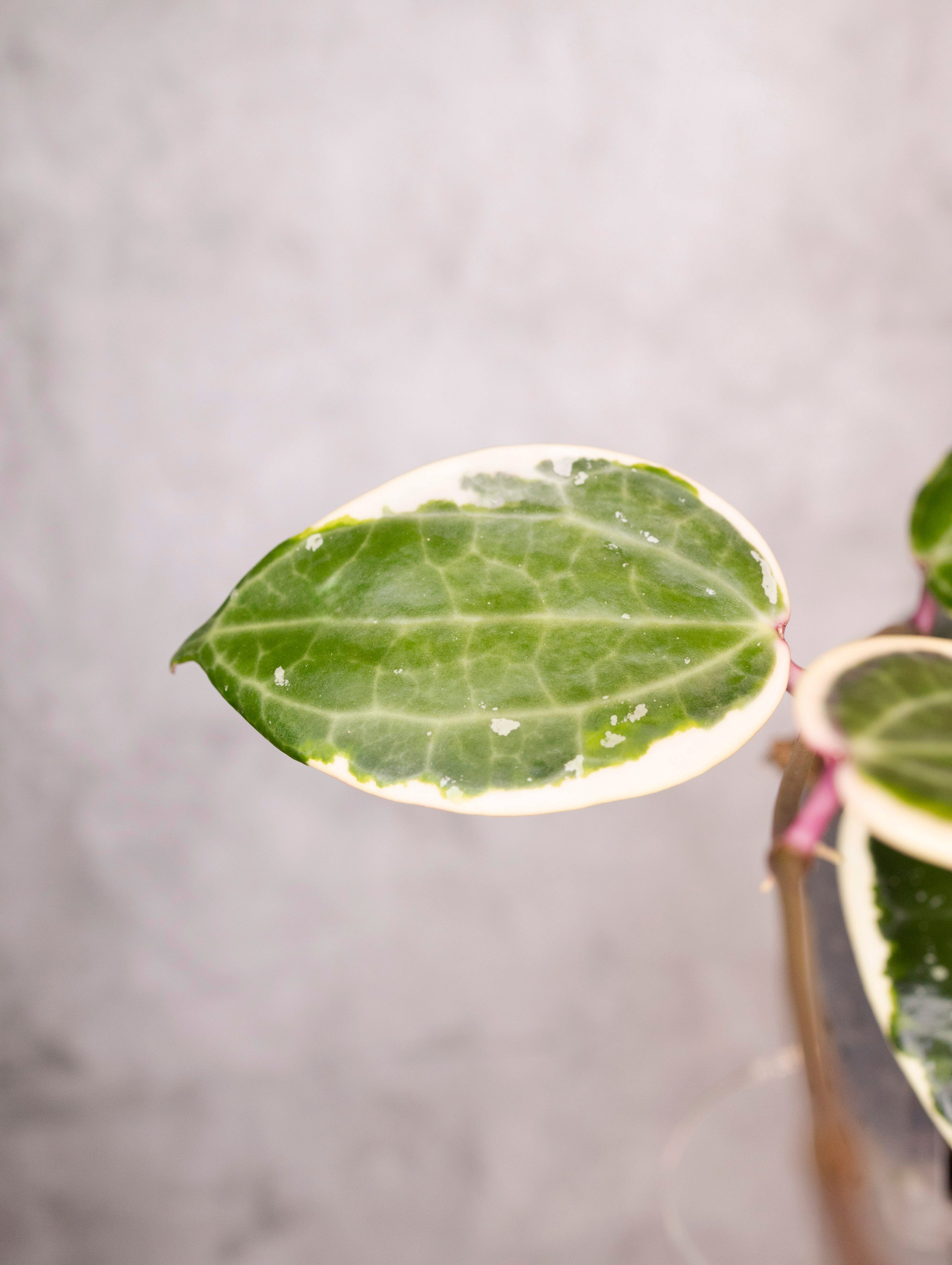 Hoya Latifolia Albomarginata Round Leaf