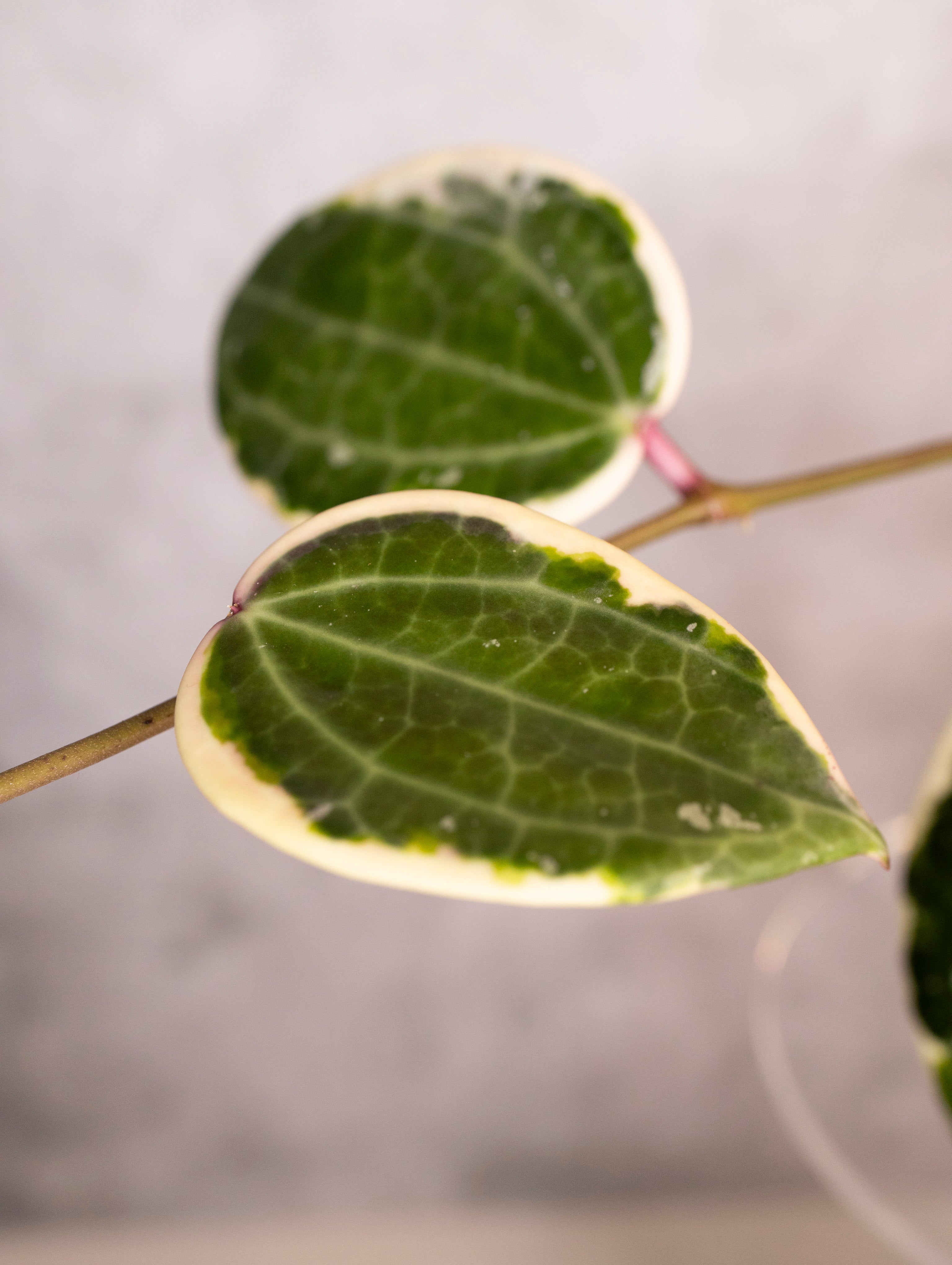 Hoya Latifolia Albomarginata Round Leaf