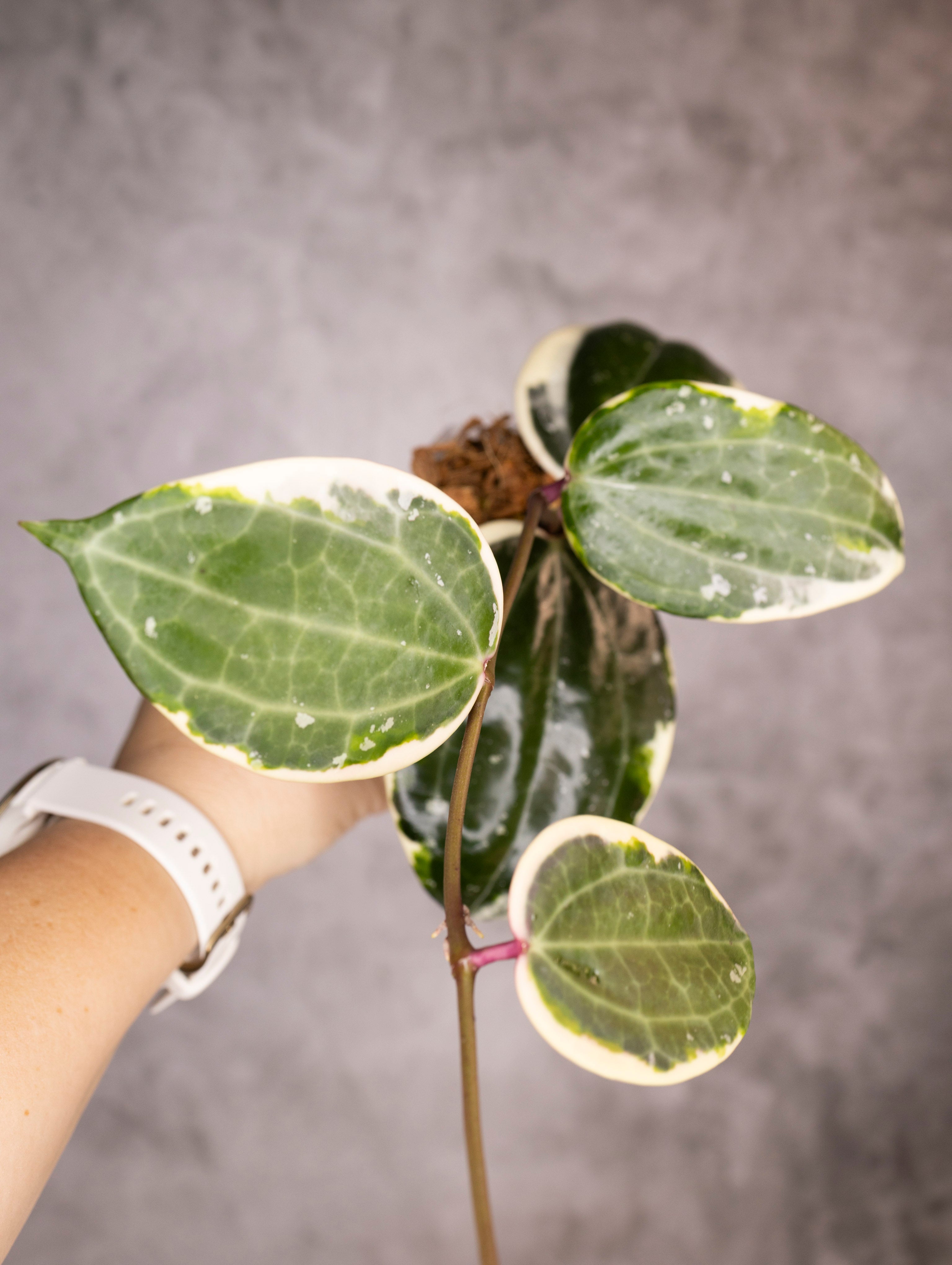 Hoya Latifolia Albomarginata Round Leaf