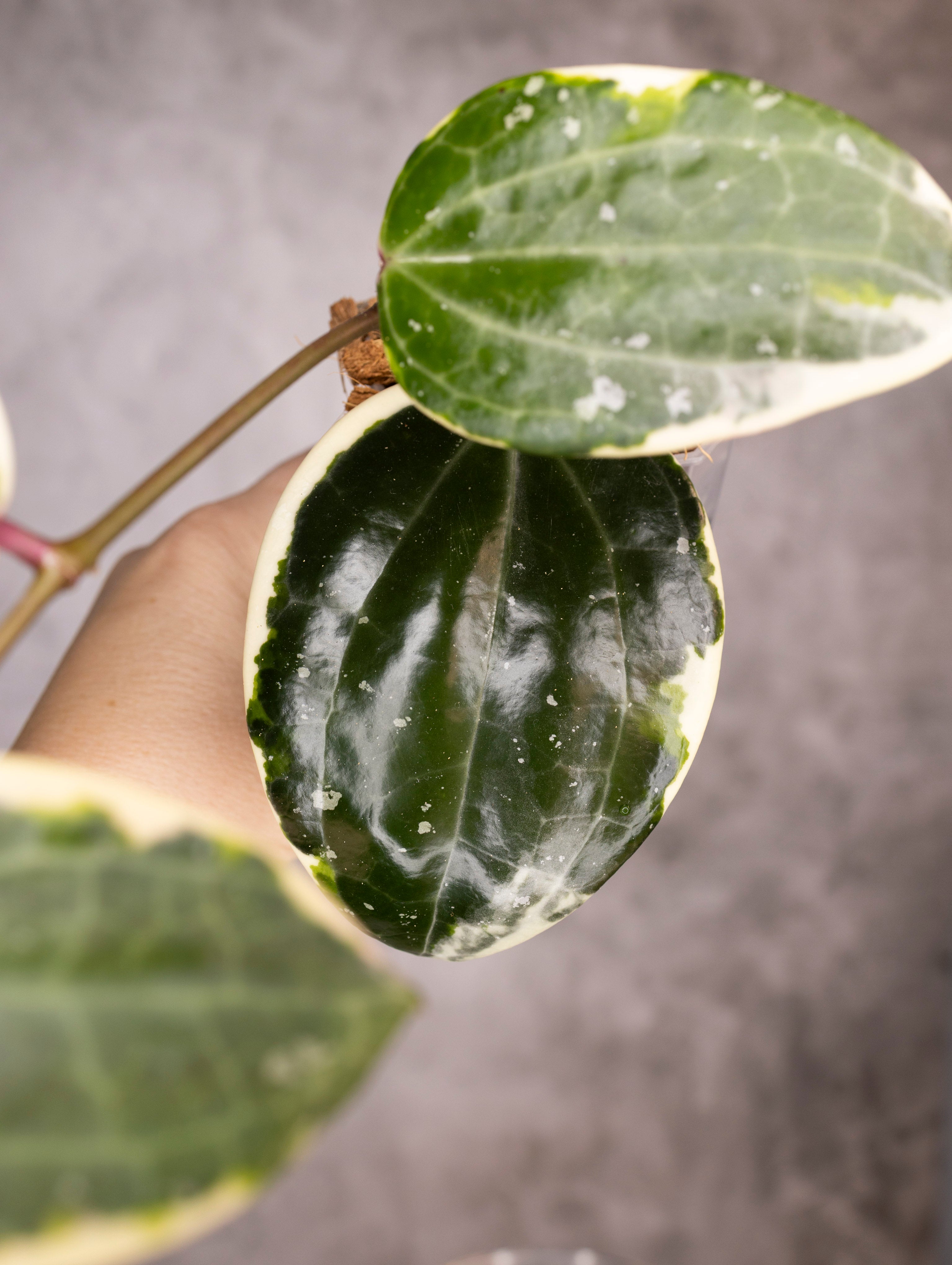 Hoya Latifolia Albomarginata Round Leaf