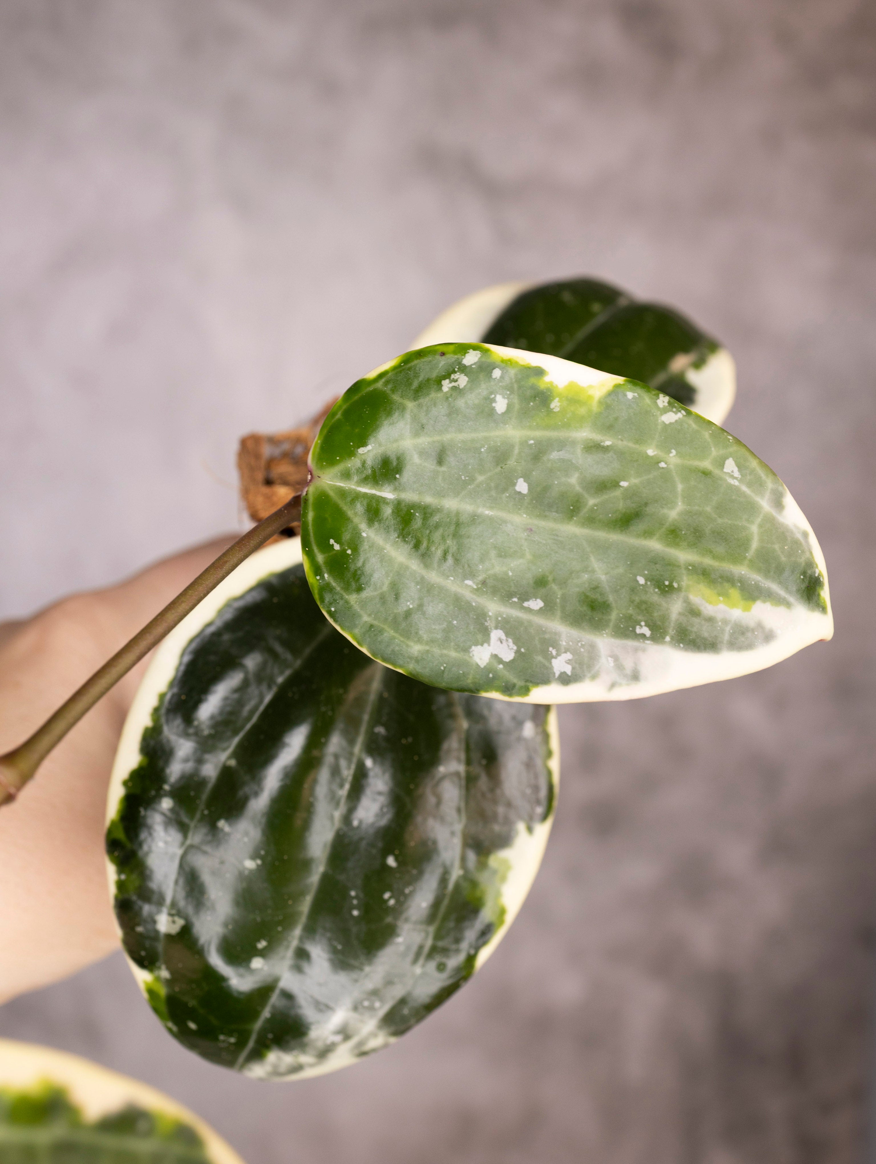 Hoya Latifolia Albomarginata Round Leaf