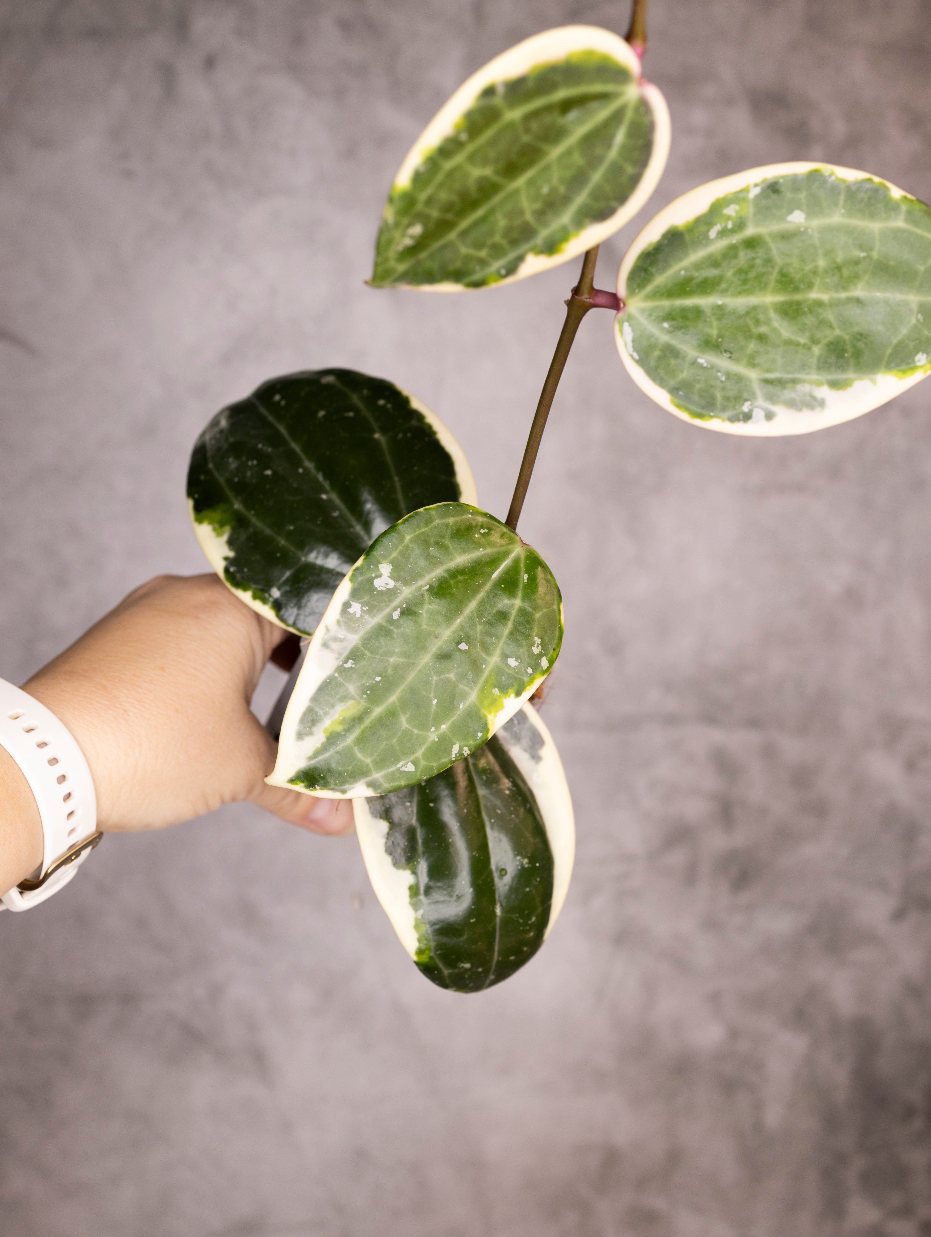 Hoya Latifolia Albomarginata Round Leaf