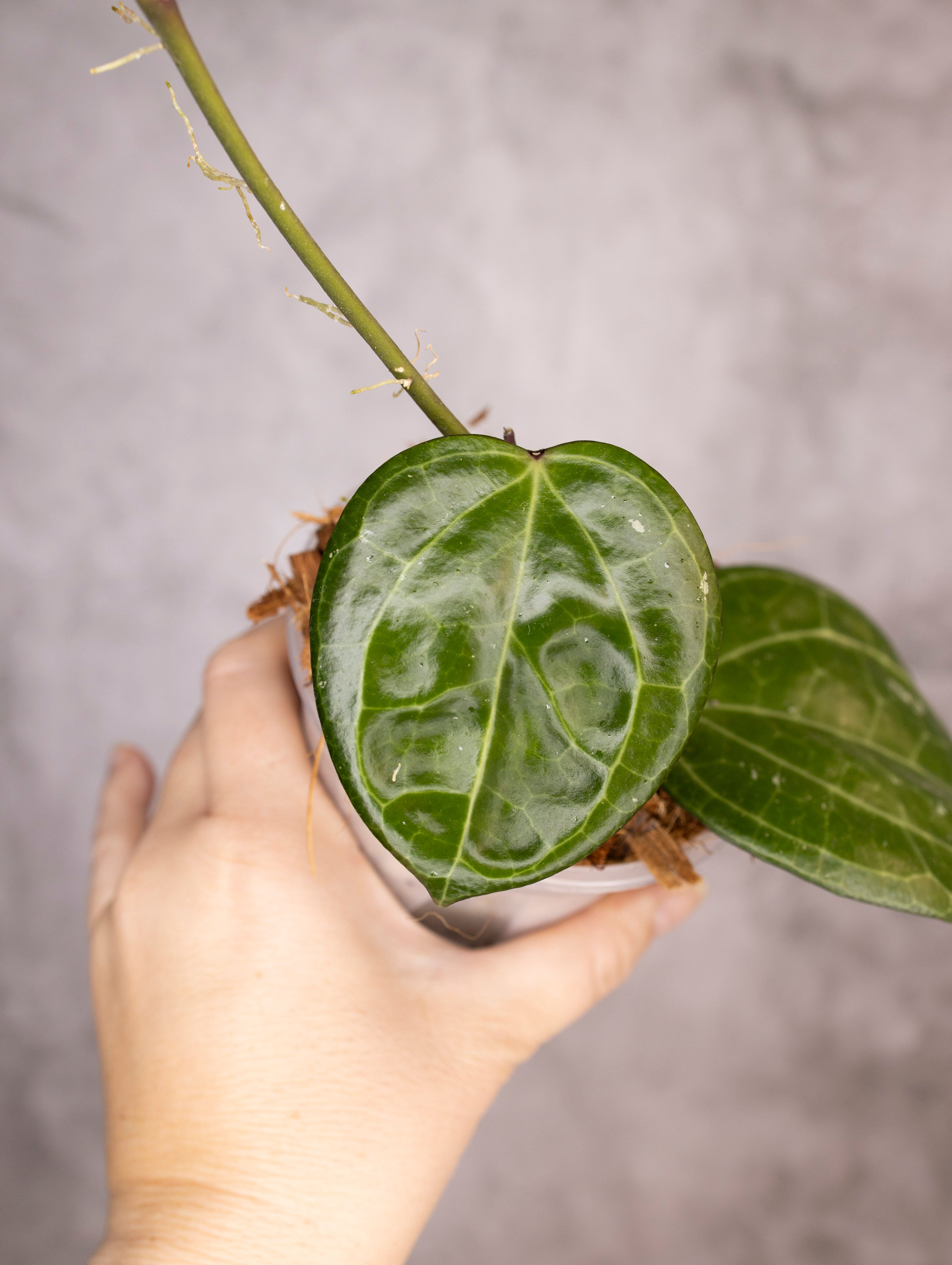 Hoya Latifolia Sarawak
