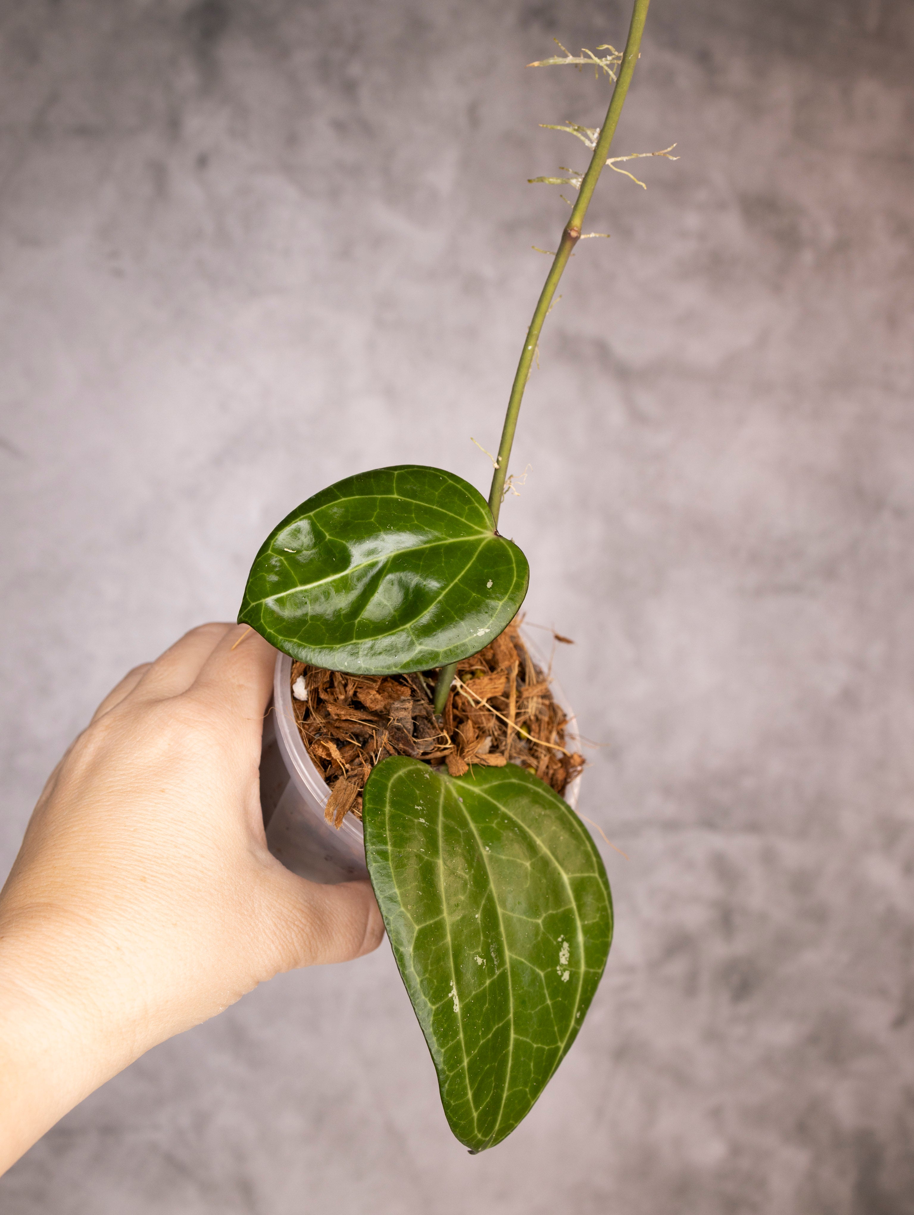Hoya Latifolia Sarawak