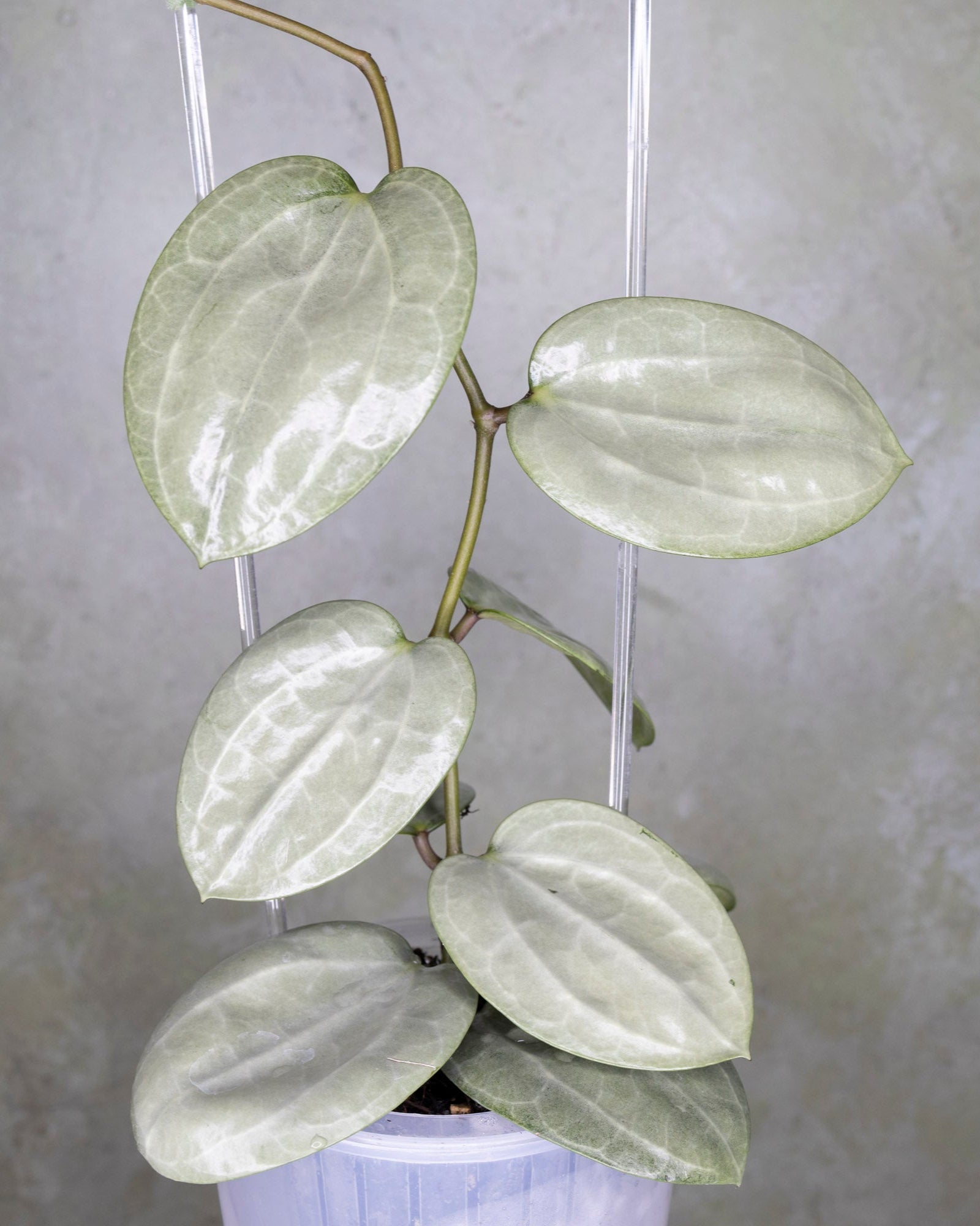 Hoya Latifolia Silver